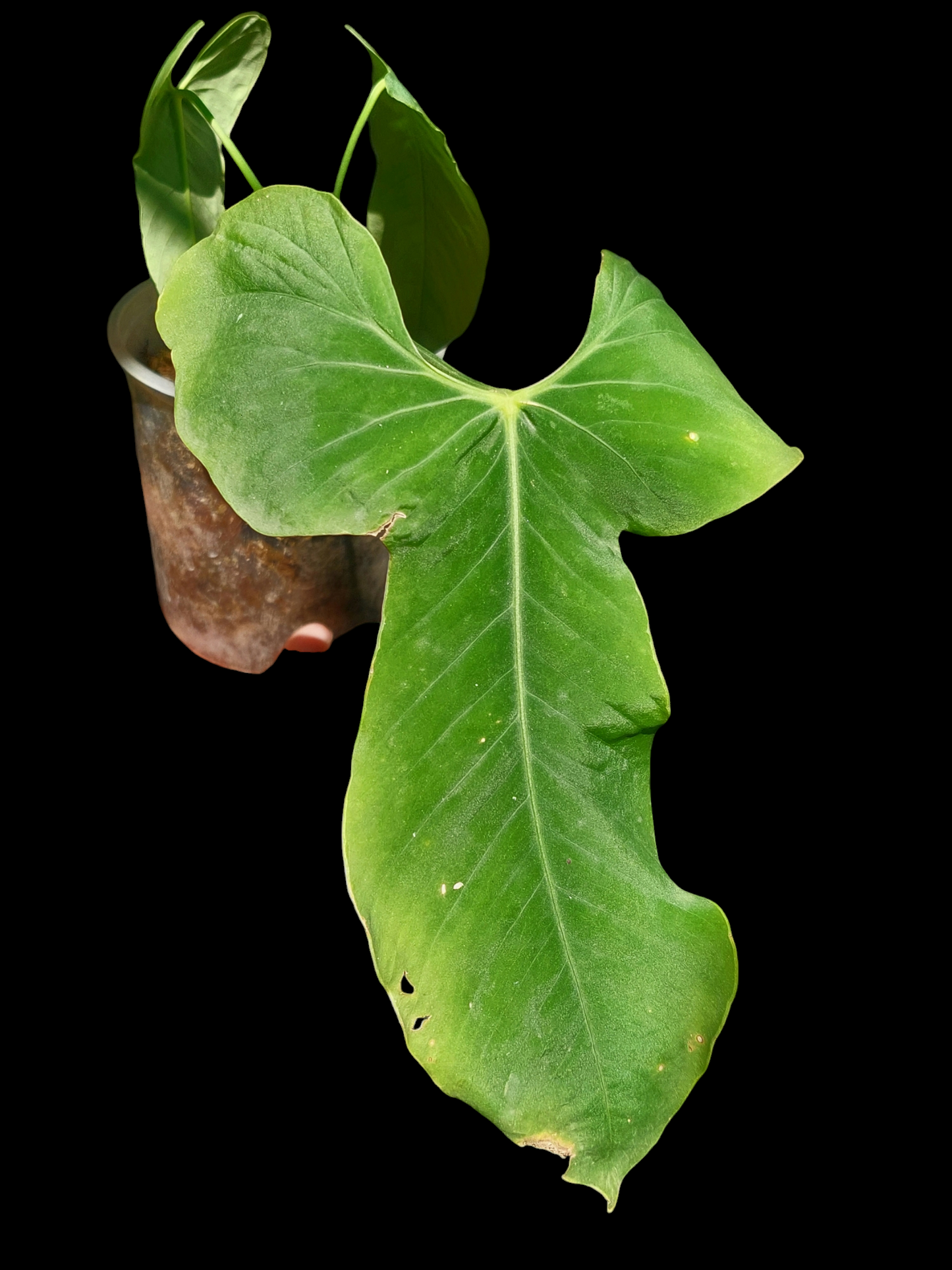 Anthurium Argyrostachyum 'Velvety' Mature Form (EXACT PLANT)