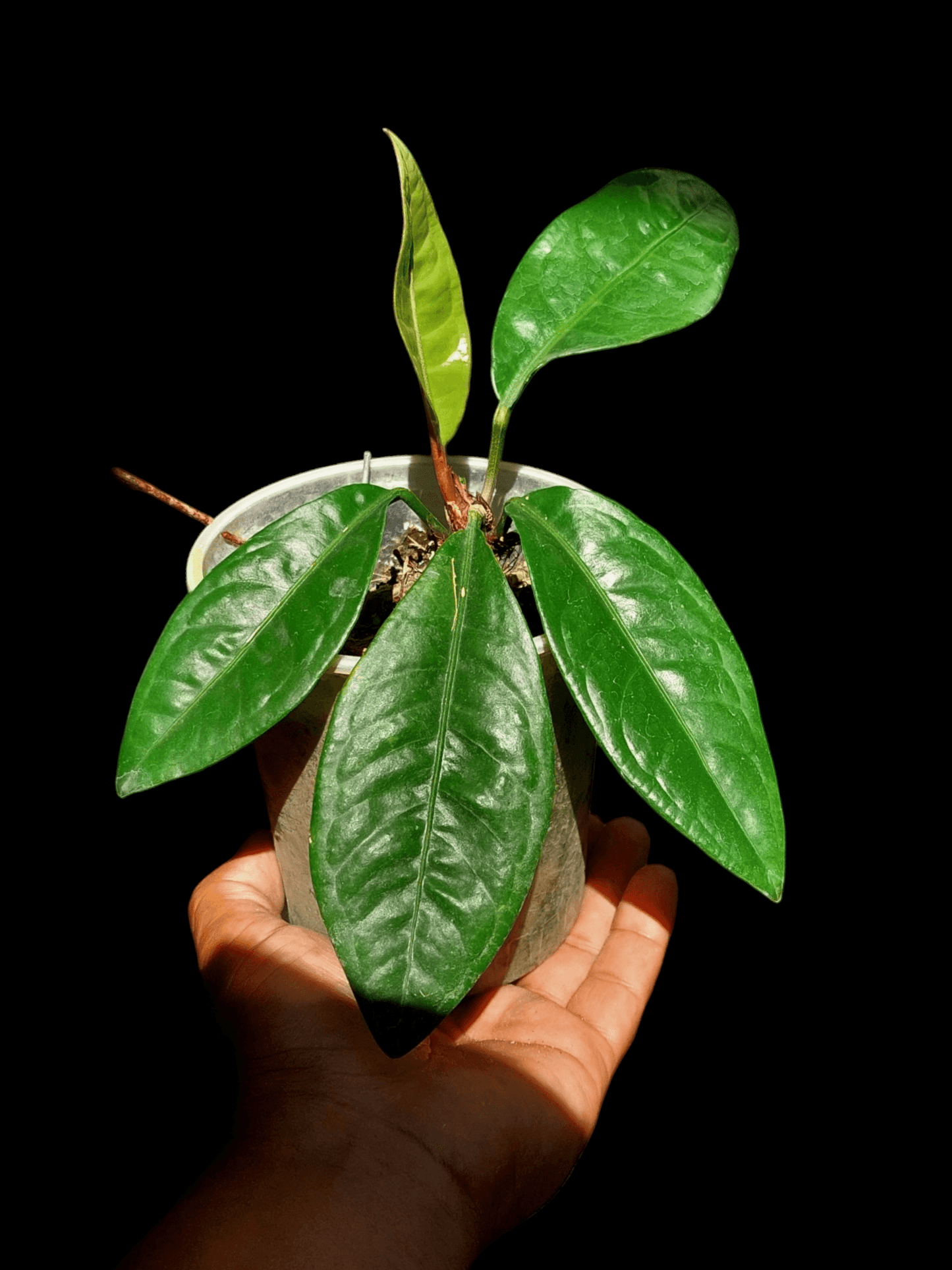 anthurium superbum plant Anthurium Superbum Peru Form (EXACT PLANT) – Amazon Plants Peru