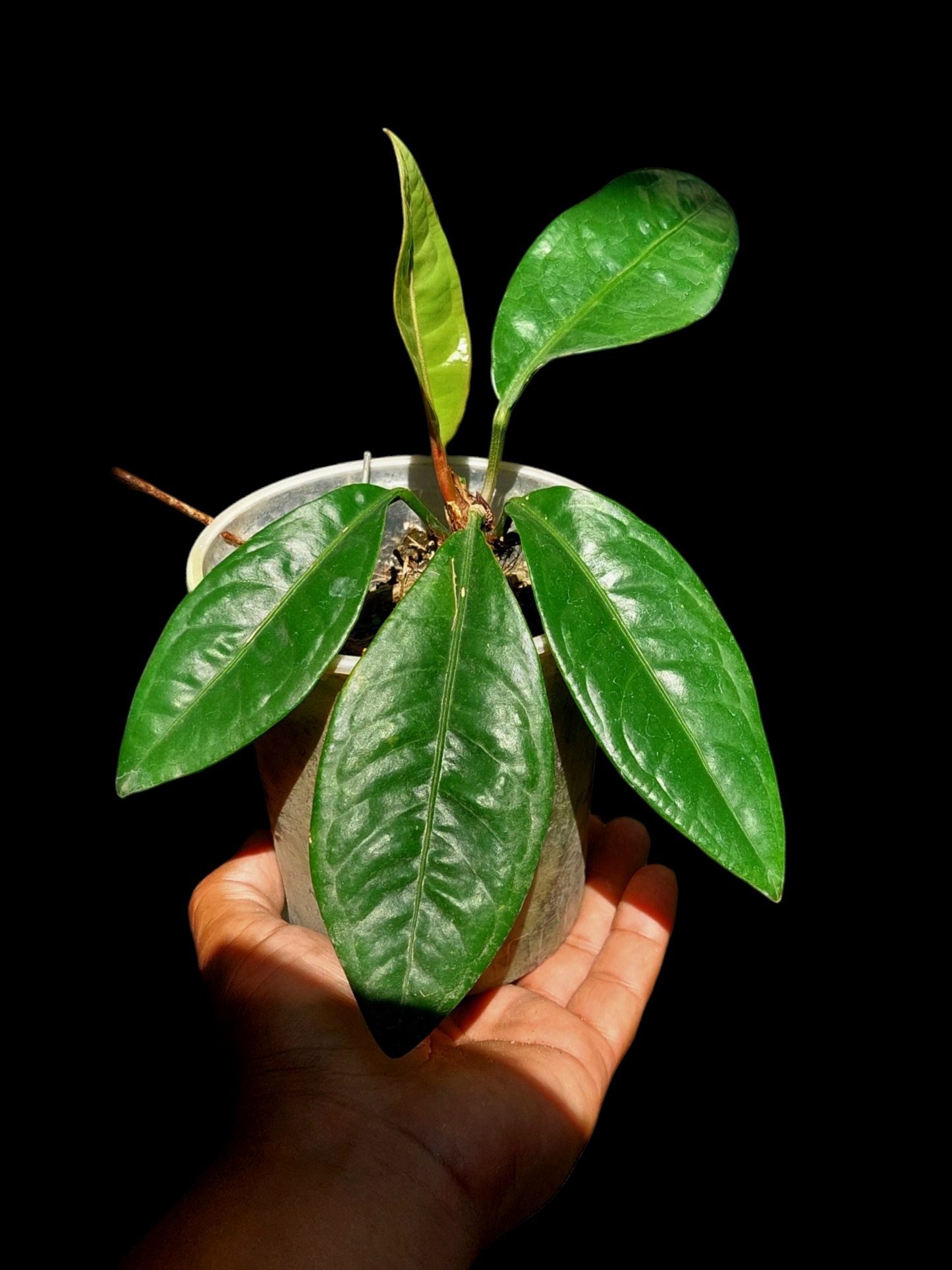 Anthurium Superbum Peru Form (EXACT PLANT)