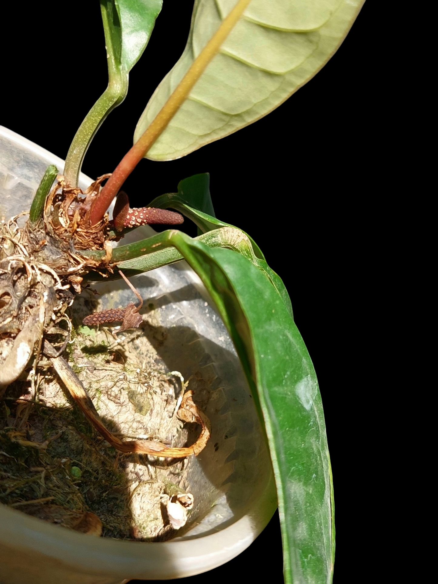 Anthurium Superbum Peru Form (EXACT PLANT)