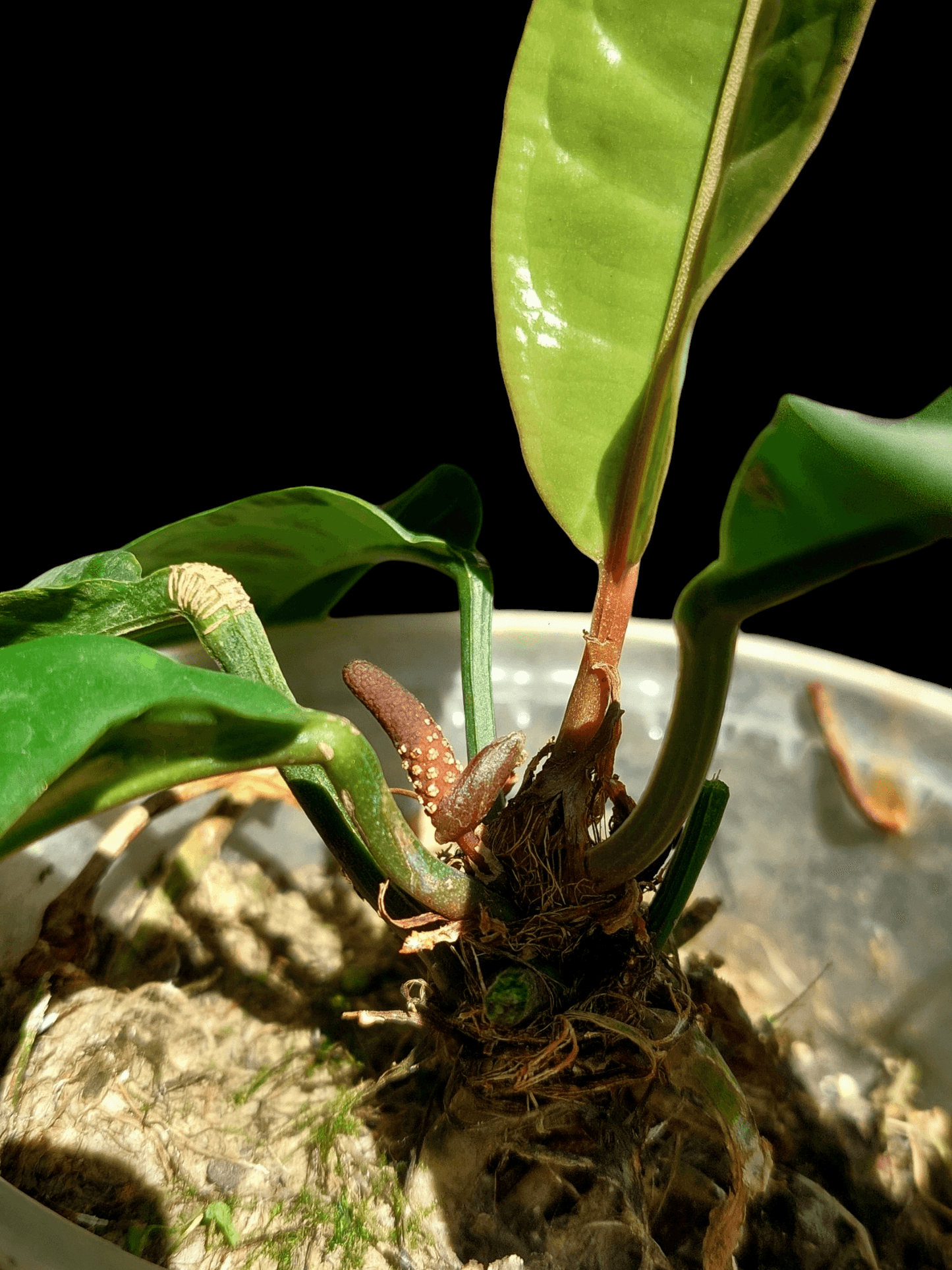 anthurium superbum soil Anthurium Superbum Peru Form (EXACT PLANT) – Amazon Plants Peru