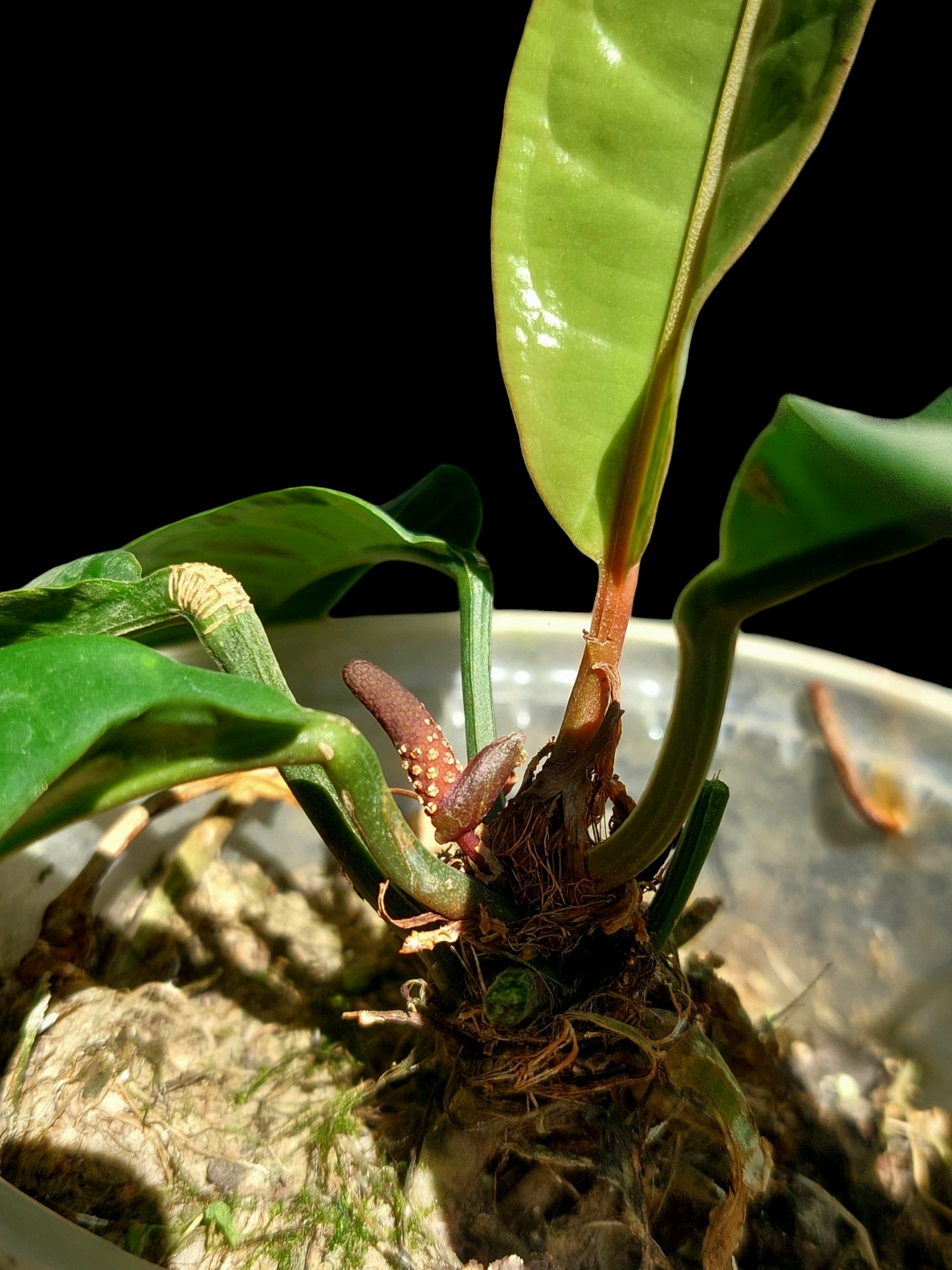 Anthurium Superbum Peru Form (EXACT PLANT)