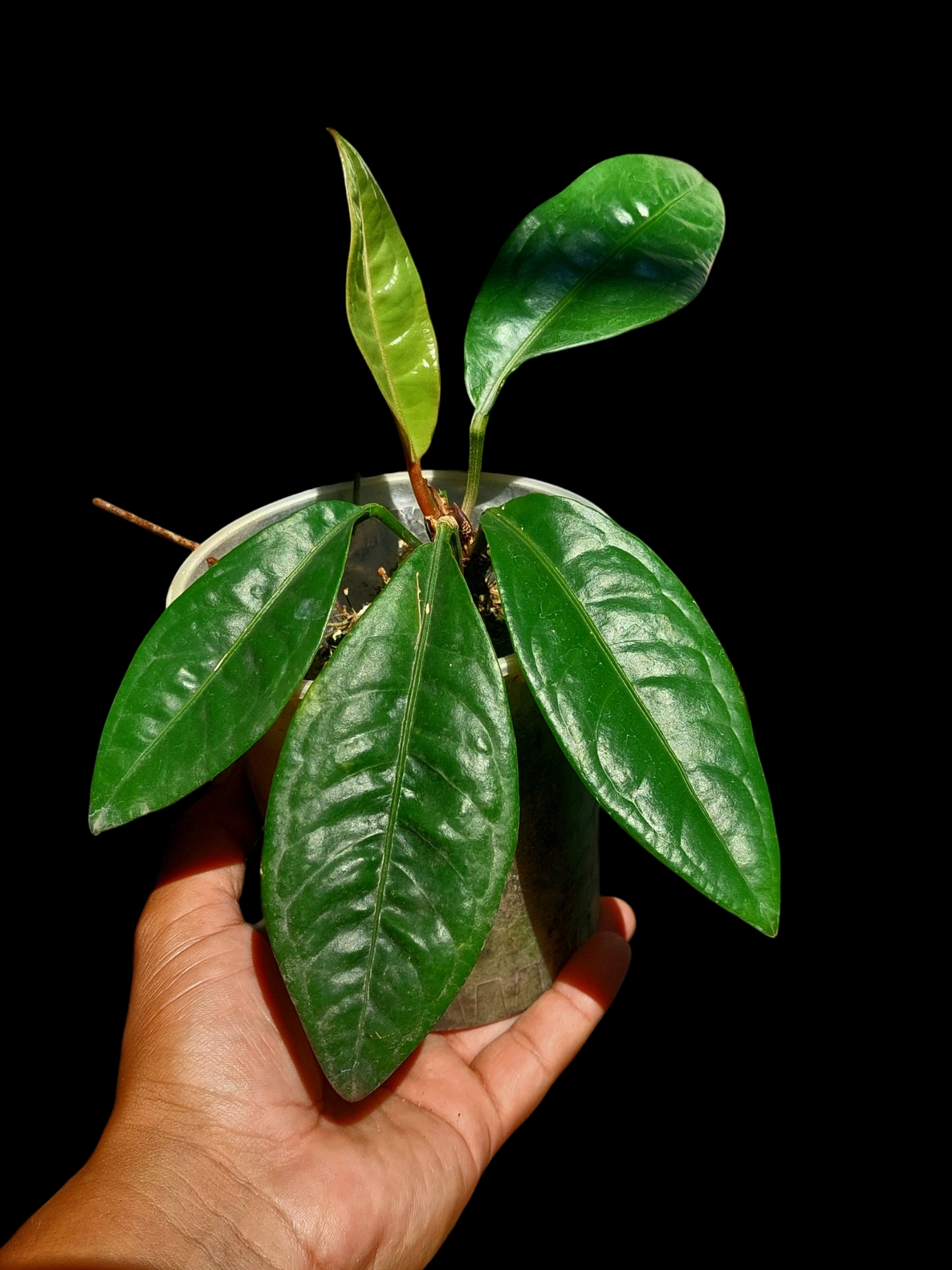 Anthurium Superbum Peru Form (EXACT PLANT)