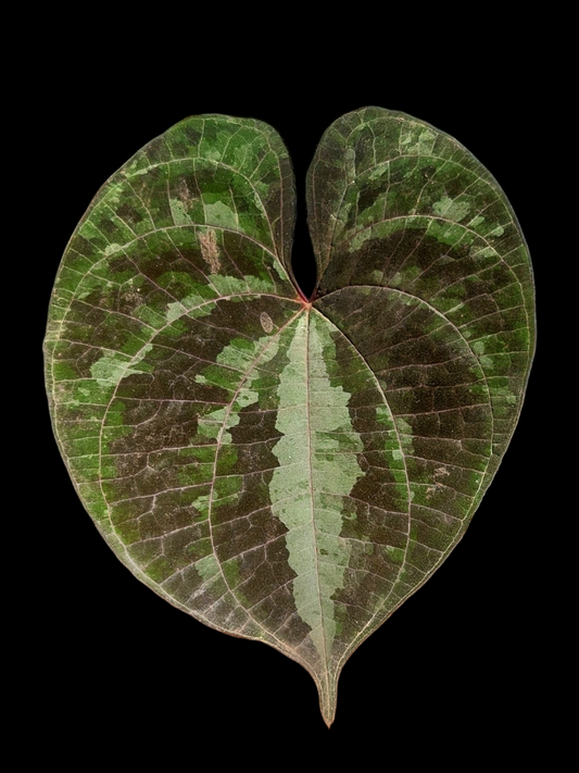 Dioscorea Discolor 'Military Camo' Peru ecotype (EXACT PLANT)