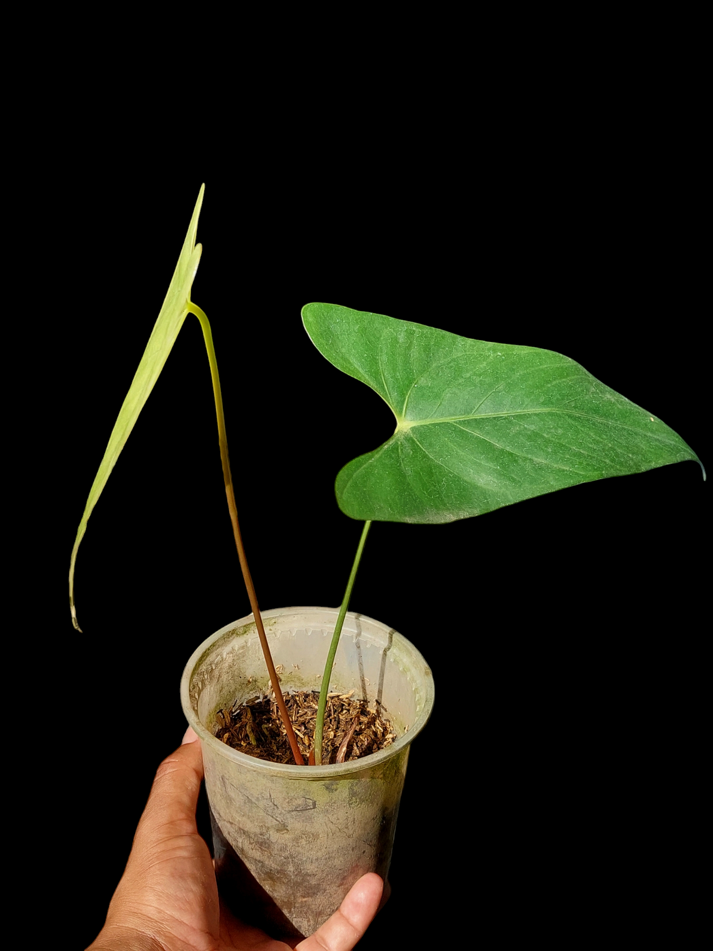 Anthurium sp. 'Shapaja' Native to Peru (EXACT PLANT)