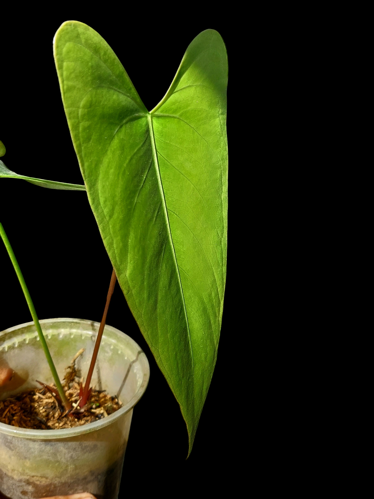 Anthurium sp. 'Shapaja' Native to Peru (EXACT PLANT)