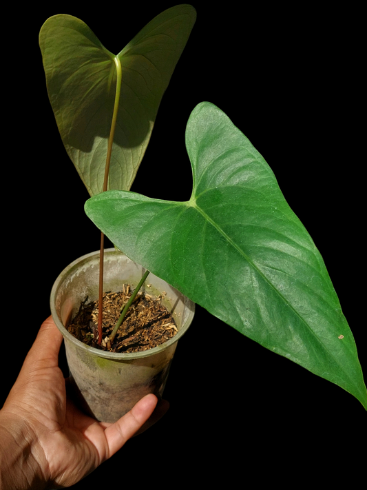 Anthurium sp. 'Shapaja' Native to Peru (EXACT PLANT)