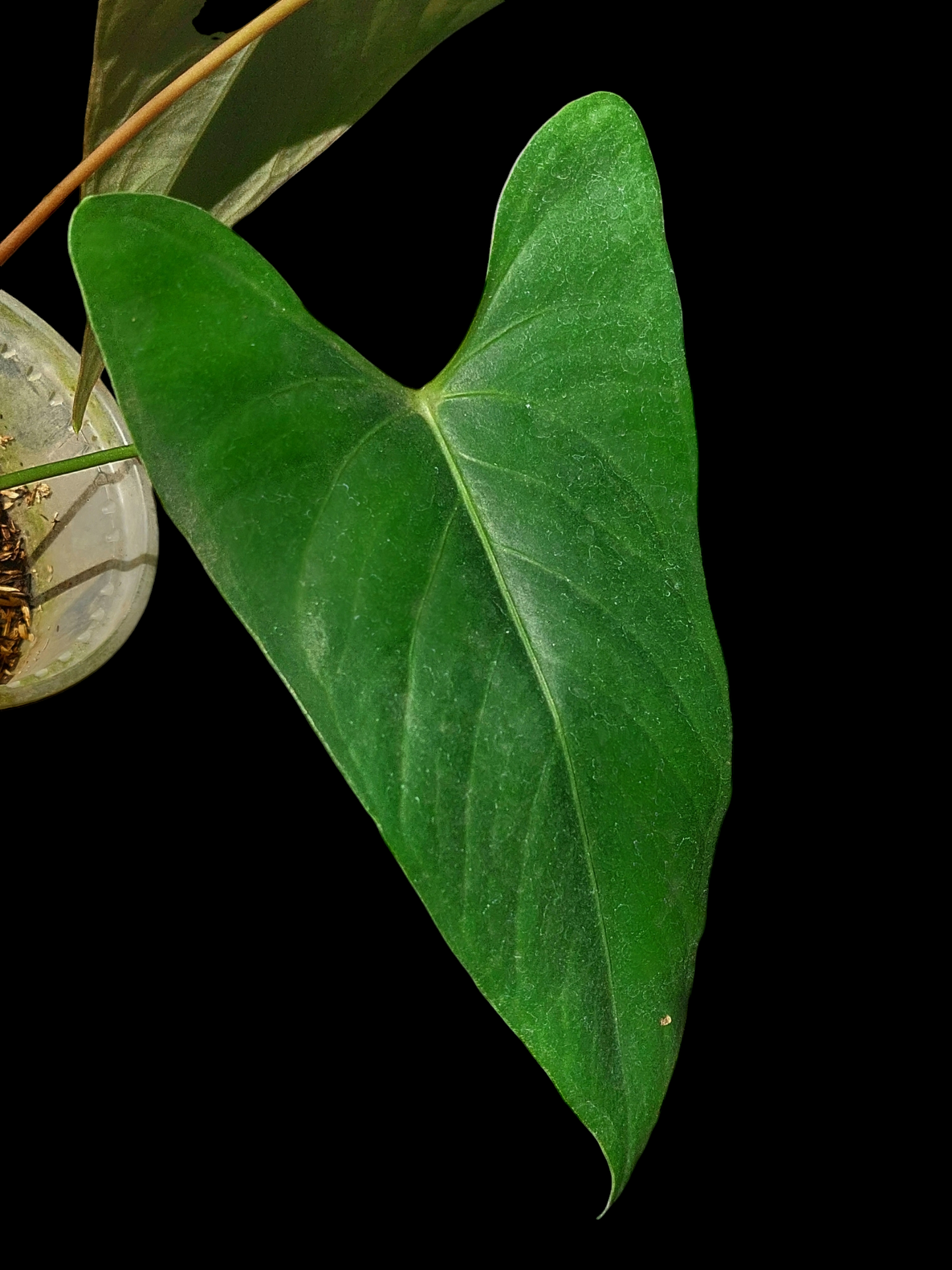 Anthurium sp. 'Shapaja' Native to Peru (EXACT PLANT)