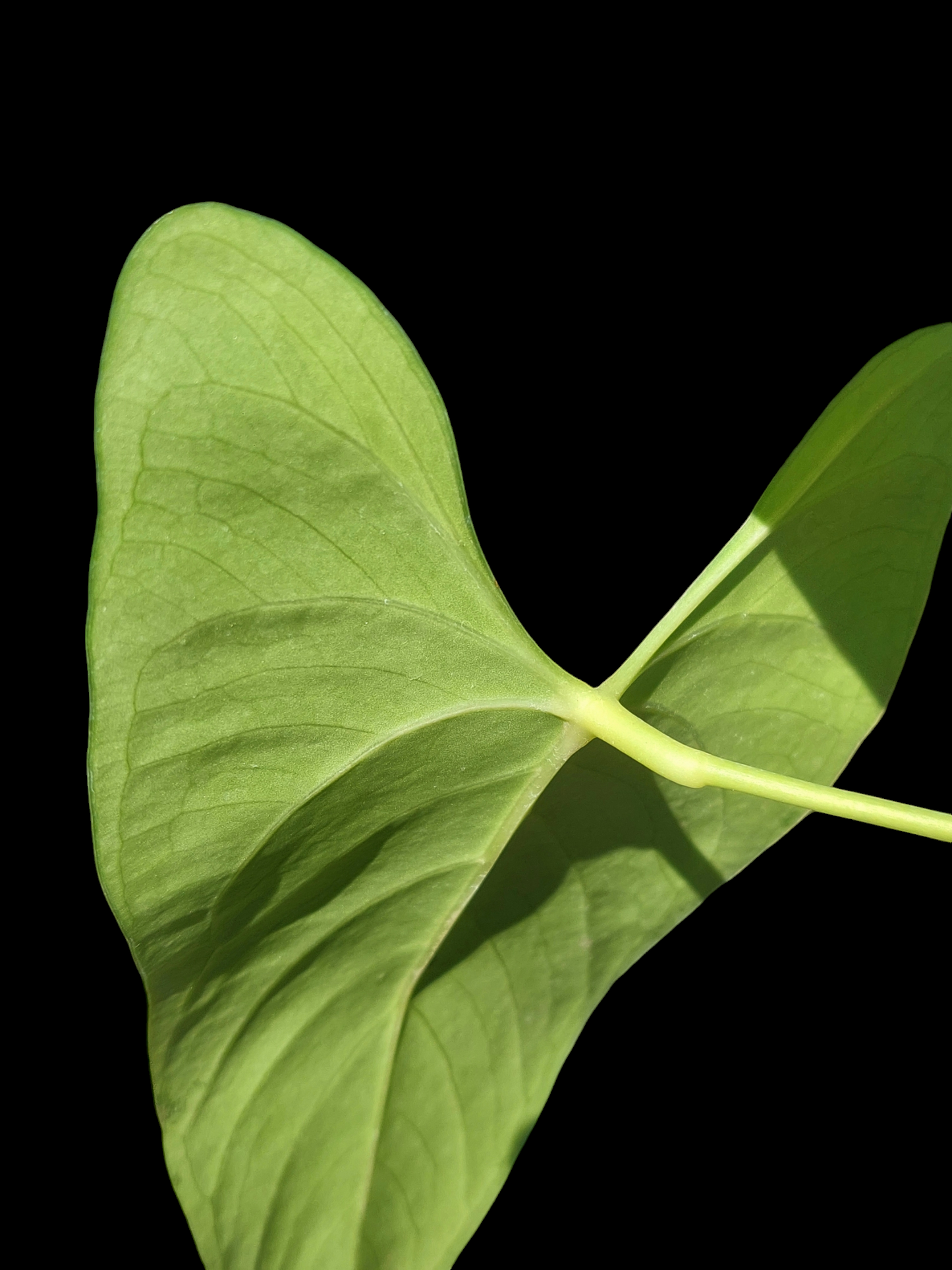 Anthurium sp. 'Shapaja' Native to Peru (EXACT PLANT)