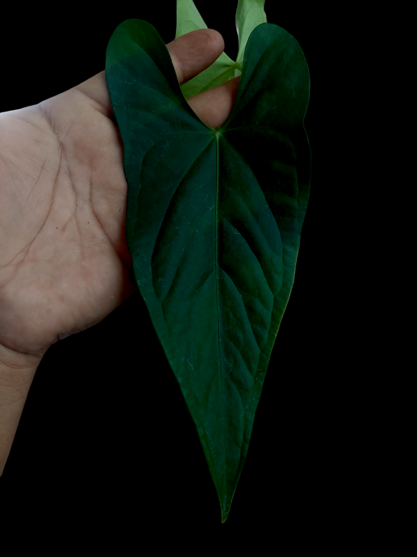 Anthurium sp. 'Peru Dark' with 2 Leaves (EXACT PLANT) A0254