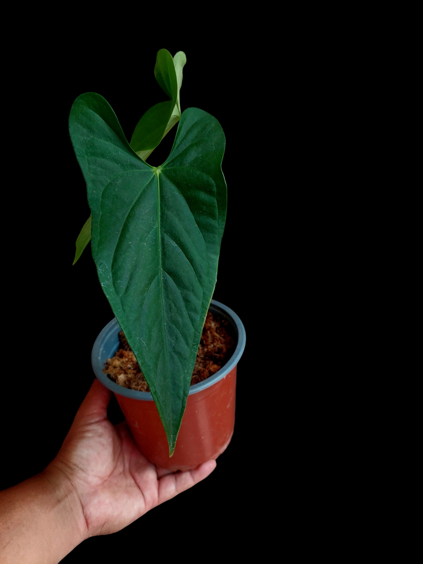 Anthurium sp. 'Peru Dark' with 2 Leaves (EXACT PLANT) A0254