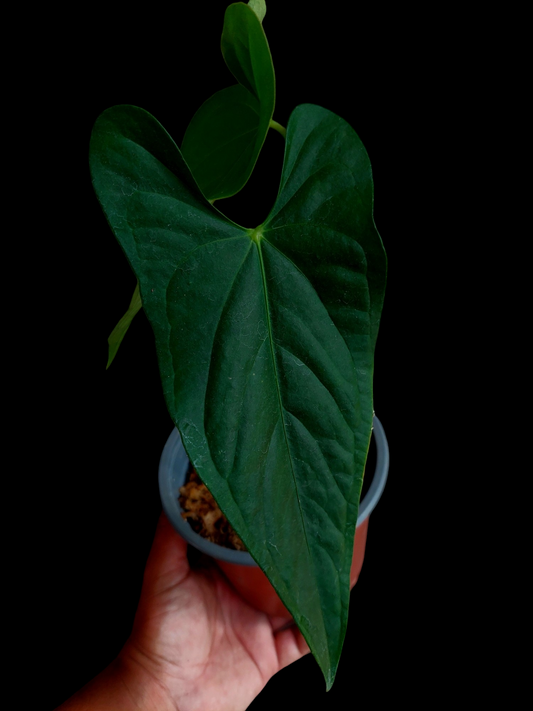 Anthurium sp. 'Peru Dark' with 2 Leaves (EXACT PLANT) A0254