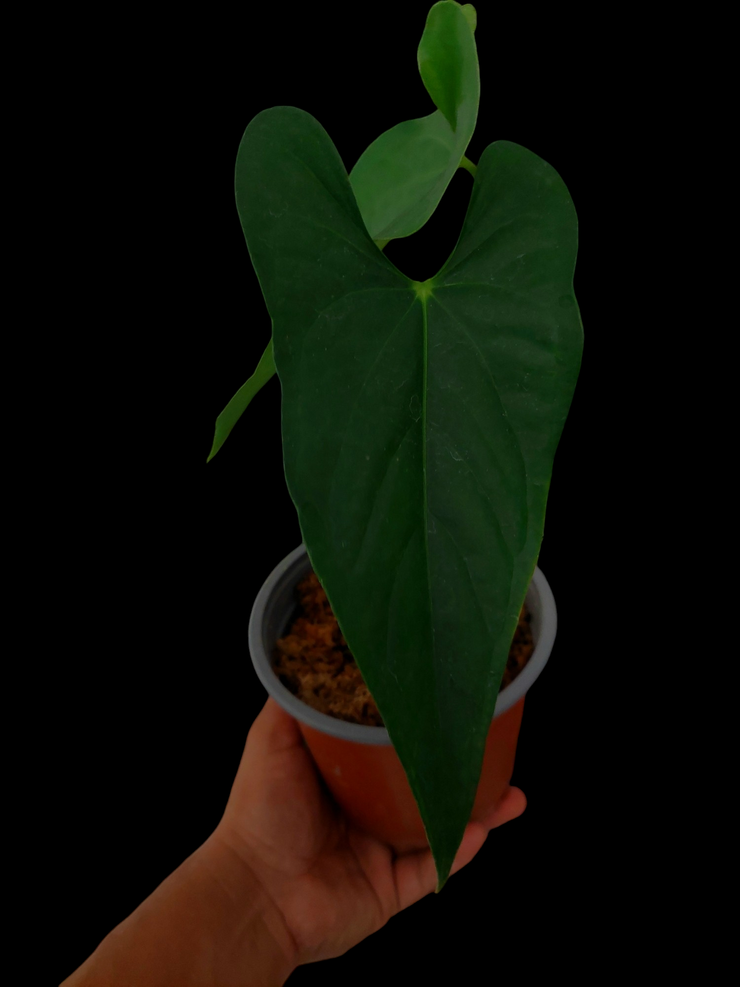 Anthurium sp. 'Peru Dark' with 2 Leaves (EXACT PLANT) A0254