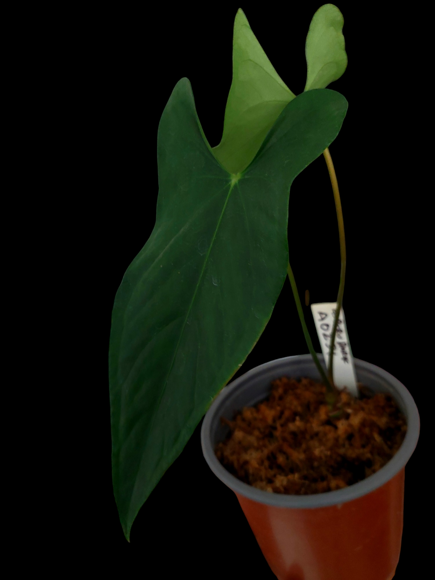 Anthurium sp. 'Peru Dark' with 2 Leaves (EXACT PLANT) A0254