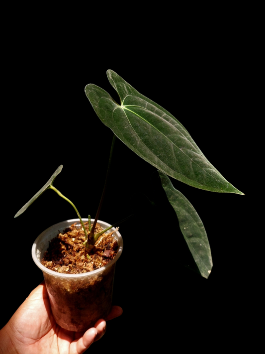 Anthurium Papillilaminum 'Portobelo' Wild Ecotype (EXACT PLANT)