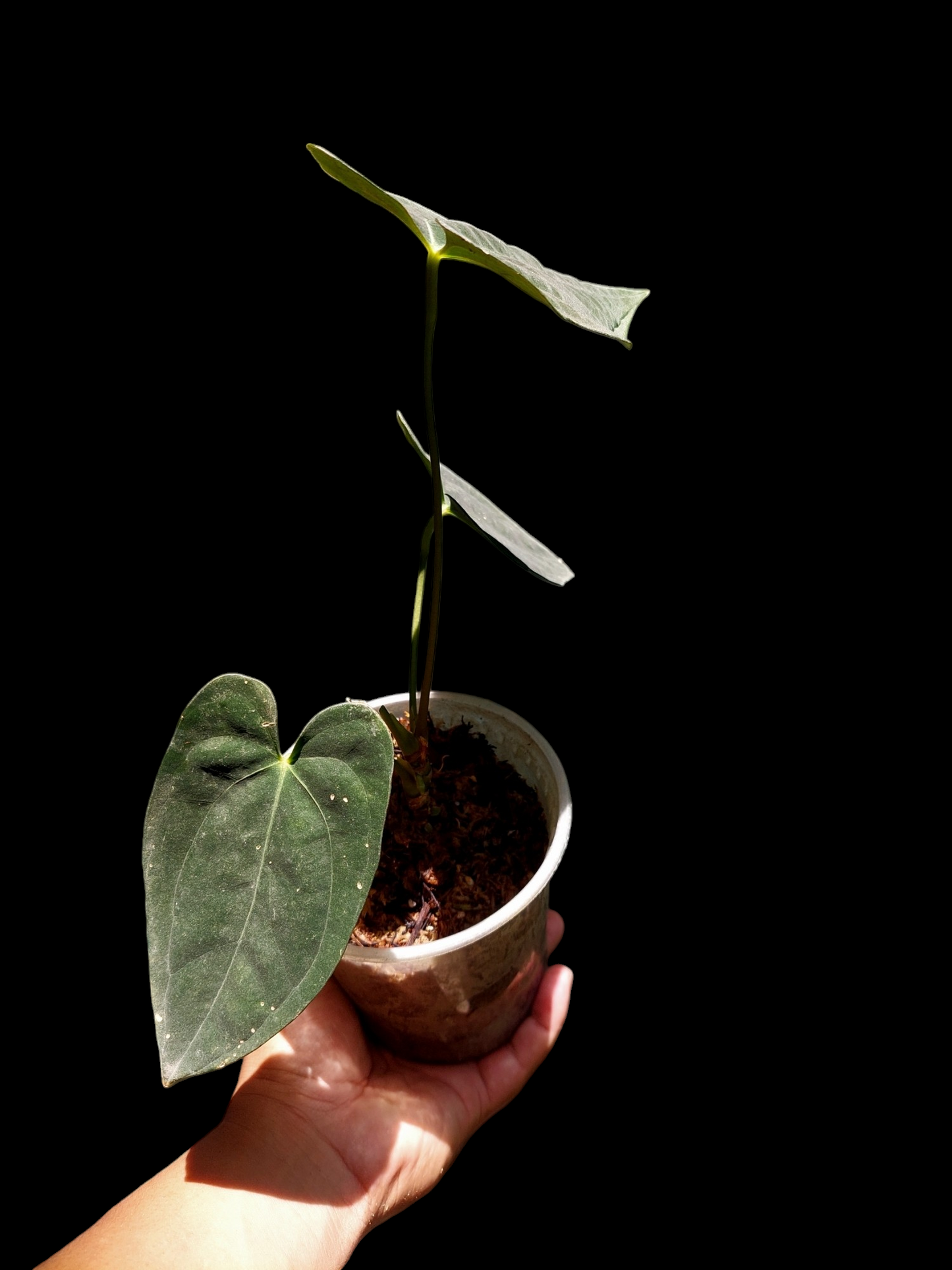 Anthurium Papillilaminum 'Portobelo' Wild Ecotype (EXACT PLANT)