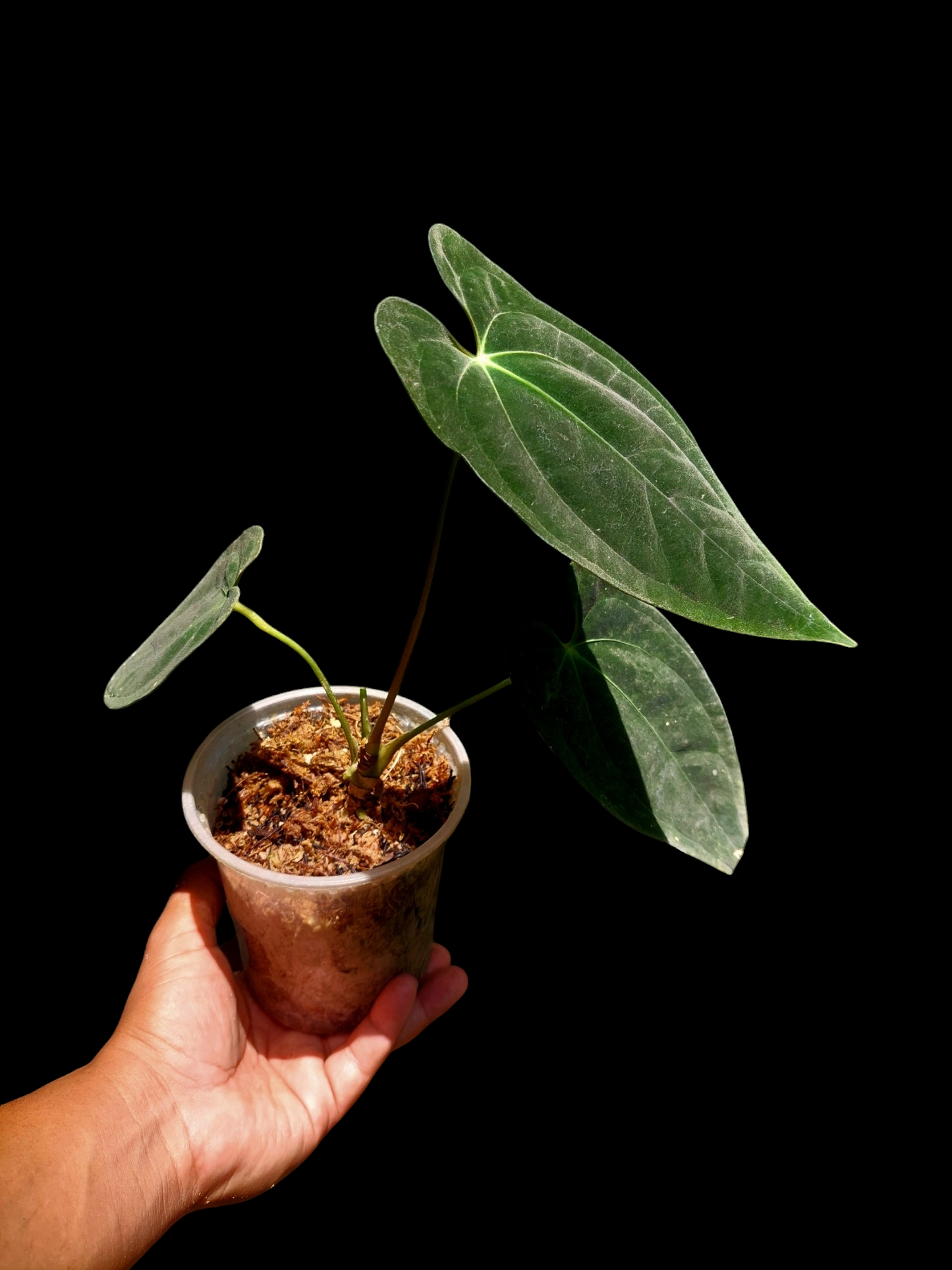 Anthurium Papillilaminum 'Portobelo' Wild Ecotype (EXACT PLANT)