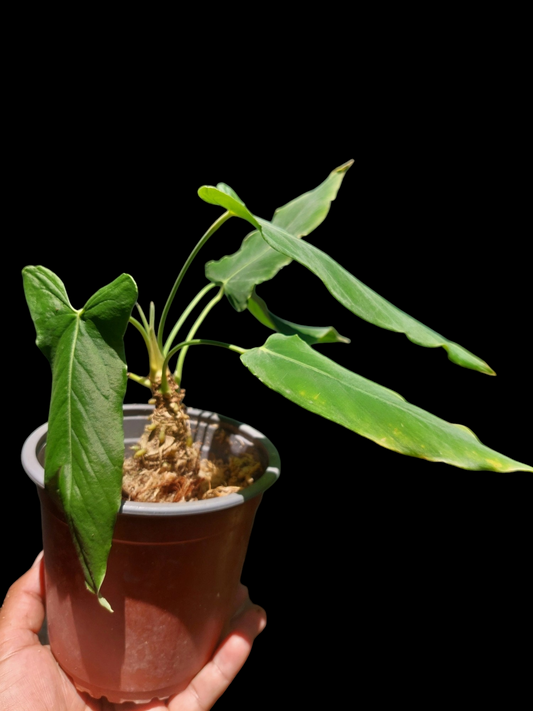 Anthurium Argyrostachyum 'Velvety' whit 5 Leaves Wild Ecotype (EXACT PLANT)