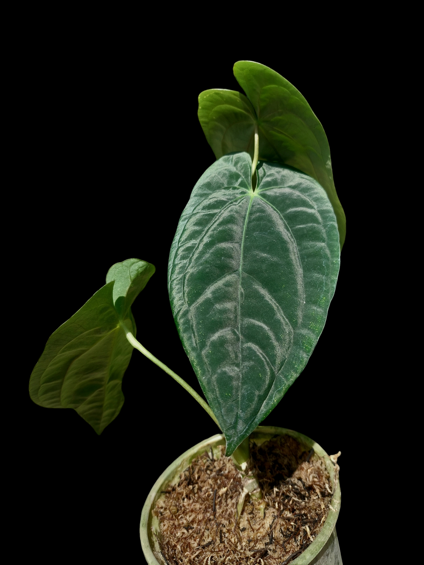 Anthurium Papillilaminum 'Portobelo' Wild Ecotype with 3 Leaves (EXACT PLANT)