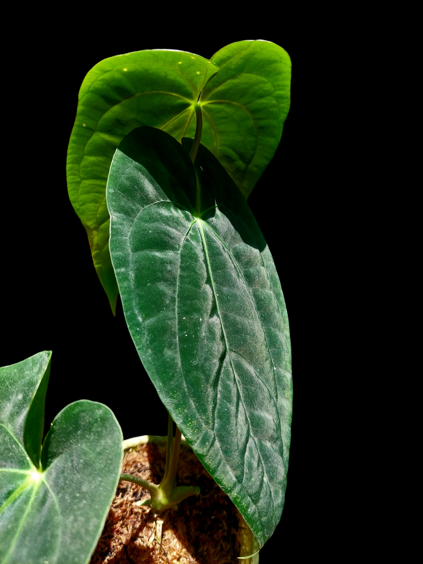 Anthurium Papillilaminum 'Portobelo' Wild Ecotype with 3 Leaves (EXACT PLANT)