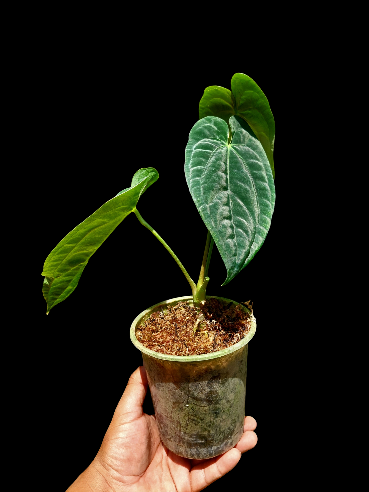 Anthurium Papillilaminum 'Portobelo' Wild Ecotype with 3 Leaves (EXACT PLANT)