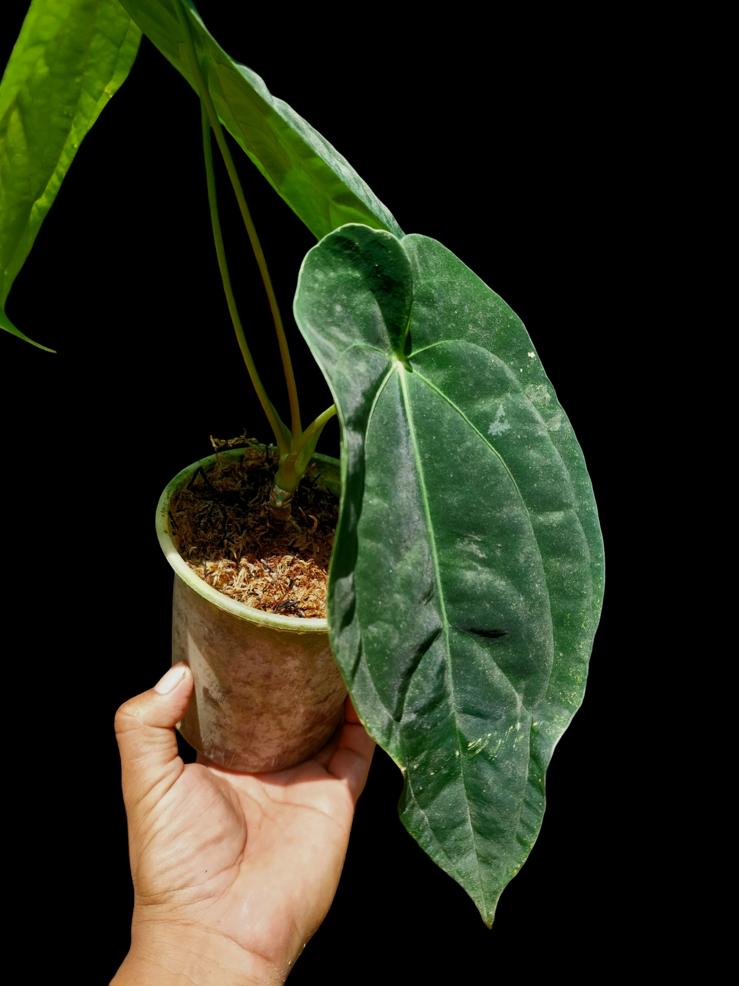 Anthurium Papillilaminum 'Portobelo' Wild Ecotype with 3 Leaves (EXACT PLANT)