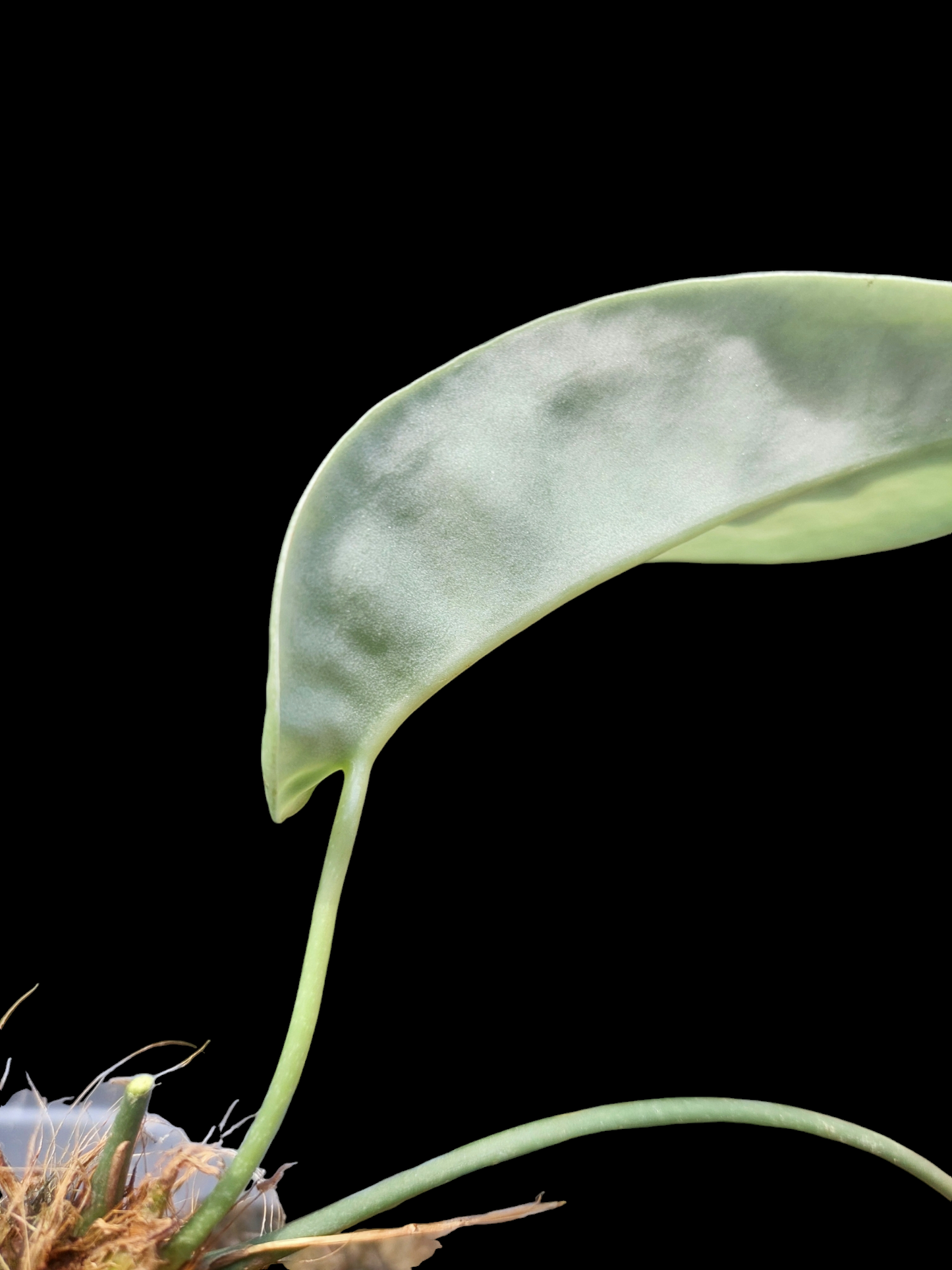 Anthurium sp. "Little Ghost" with 2 Leaves (EXACT PLANT)