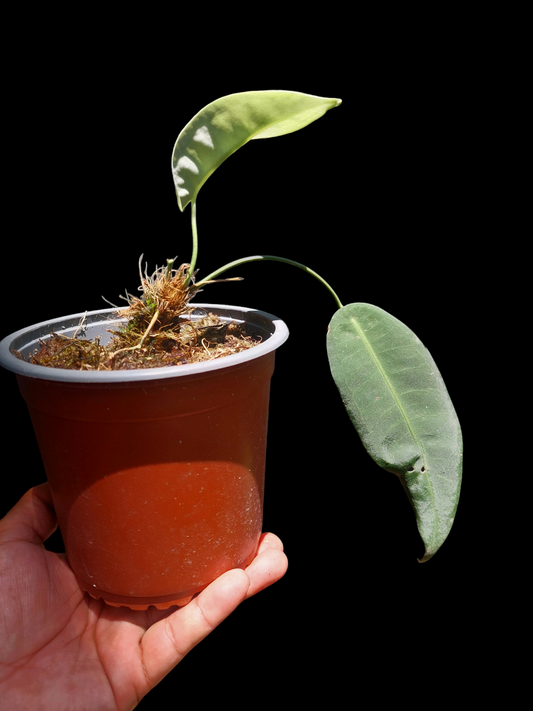 Anthurium sp. "Little Ghost" with 2 Leaves (EXACT PLANT)