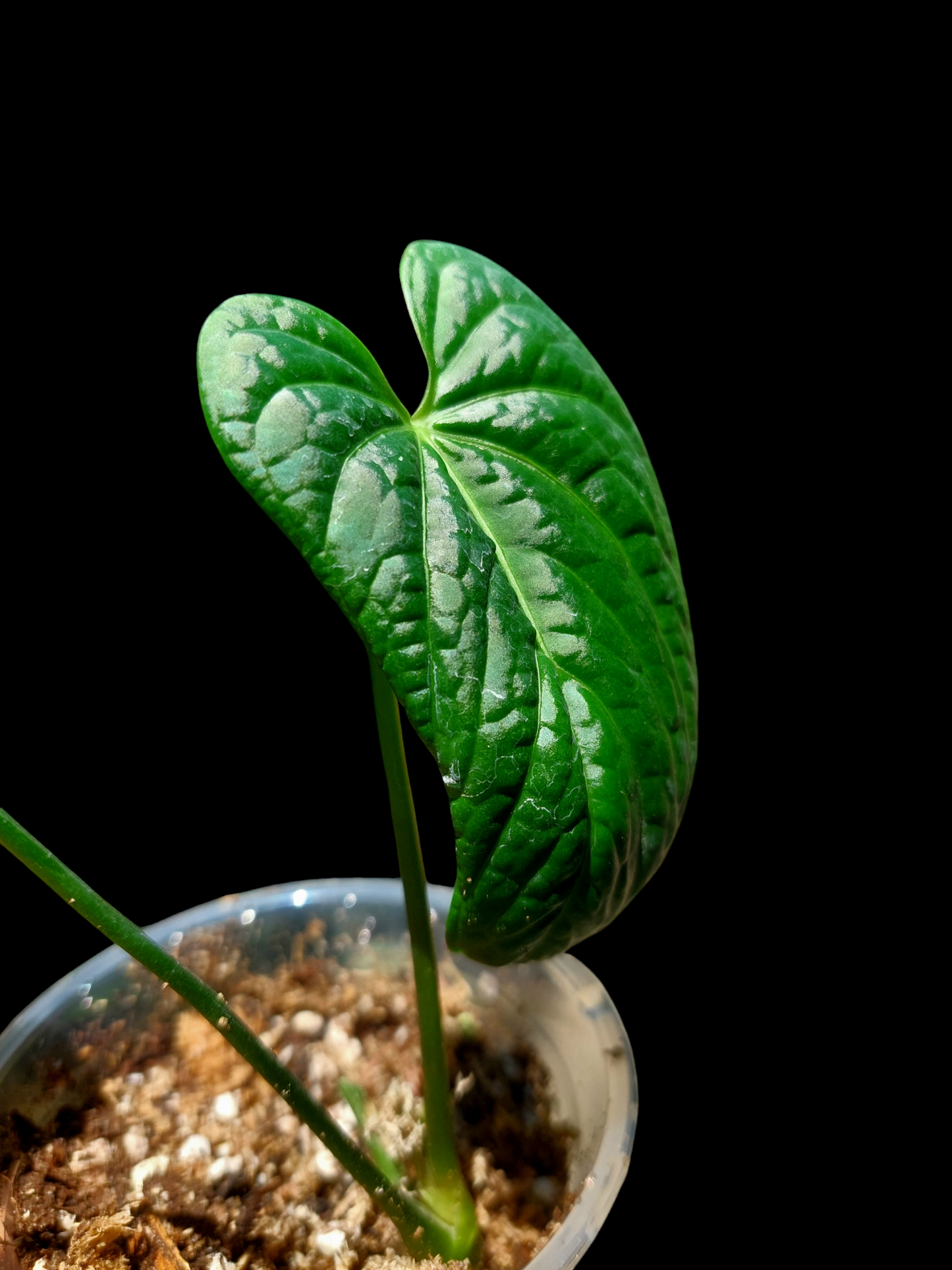 Anthurium sp. "Tarapoto Velvet" Small Size Wild Ecotype 2 Leaves (EXACT PLANT)