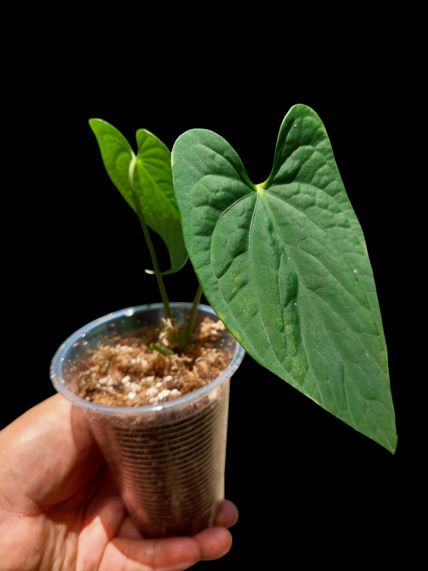 Anthurium sp. "Tarapoto Velvet" Small Size Wild Ecotype 2 Leaves (EXACT PLANT)