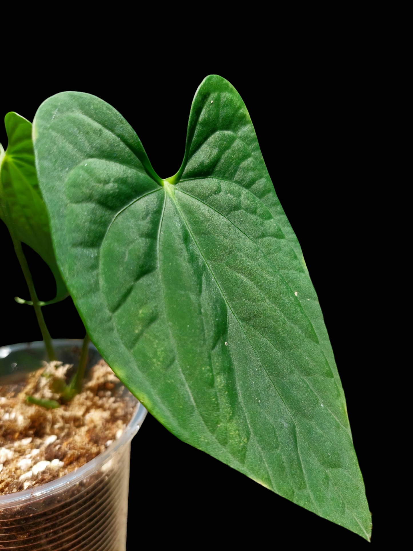 Anthurium sp. "Tarapoto Velvet" Small Size Wild Ecotype 2 Leaves (EXACT PLANT)