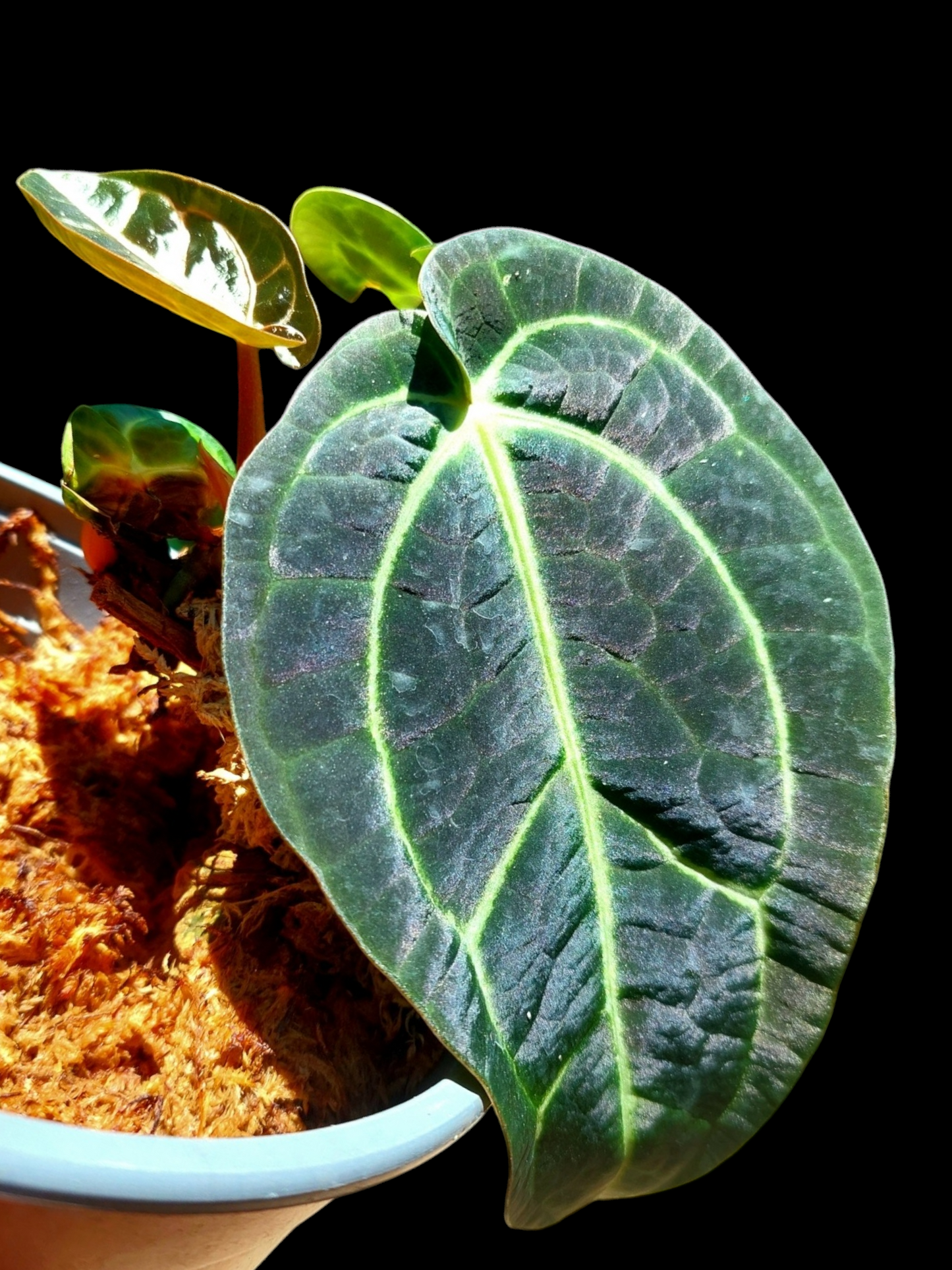 Anthurium Blue Carlablackiae Special Phenotype Super Velvety Pure Specie Medium Size (EXACT PLANT)