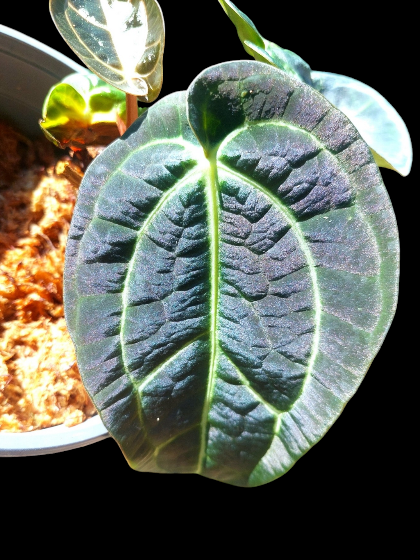 Anthurium Blue Carlablackiae Special Phenotype Super Velvety Pure Specie Medium Size (EXACT PLANT)