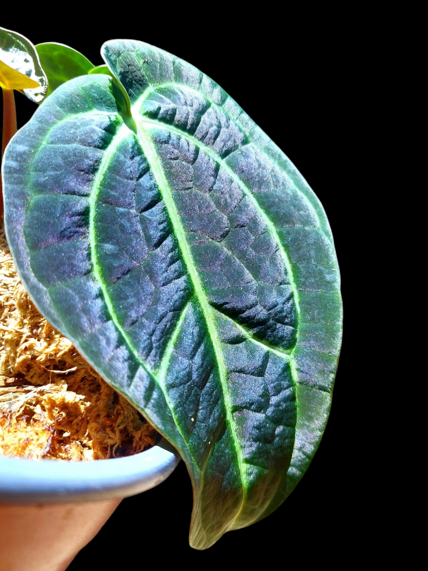 Anthurium Blue Carlablackiae Special Phenotype Super Velvety Pure Specie Medium Size (EXACT PLANT)