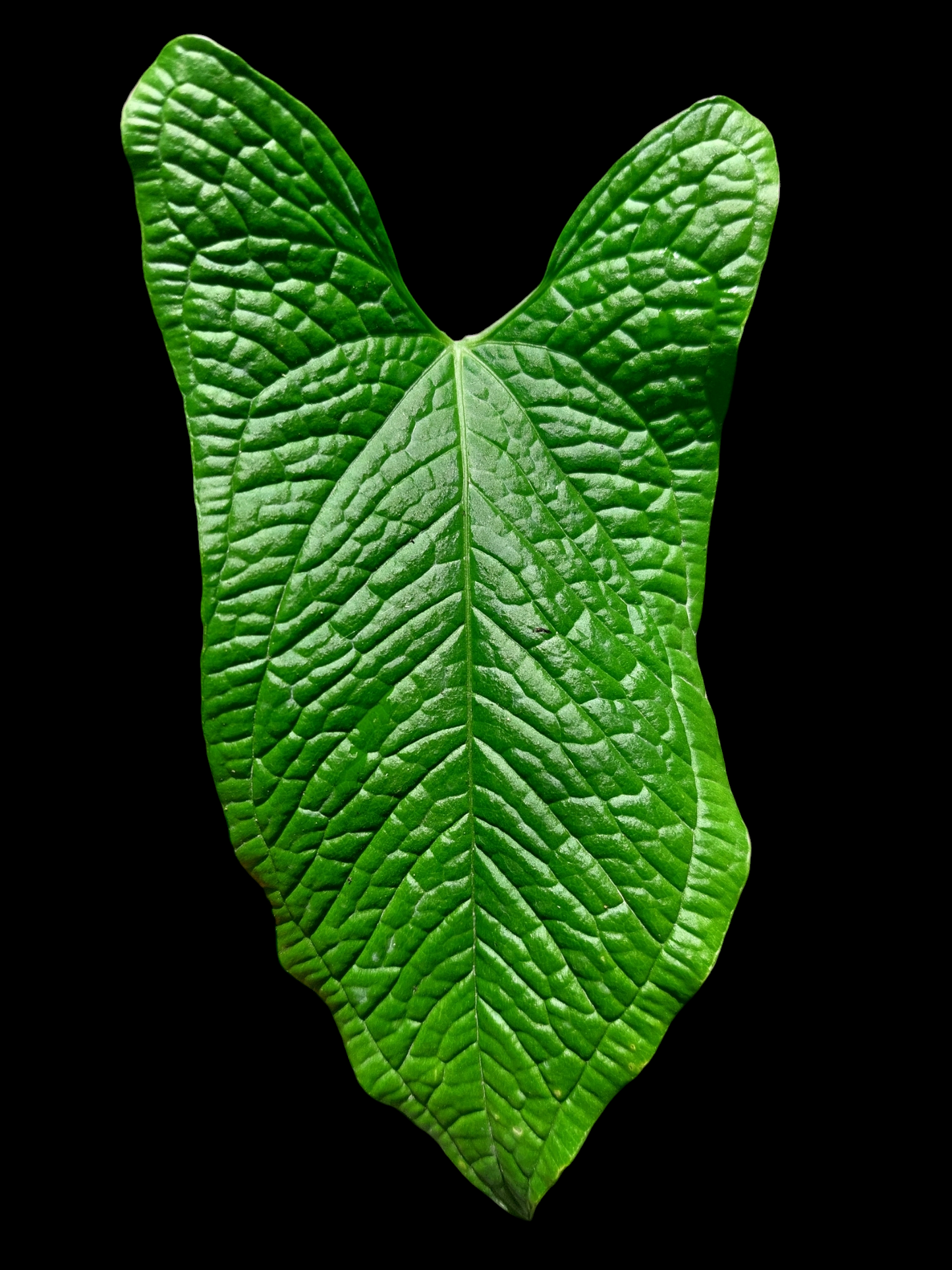 Anthurium Puberulum (Croat & Lingán) Native to Peru (EXACT PLANT)