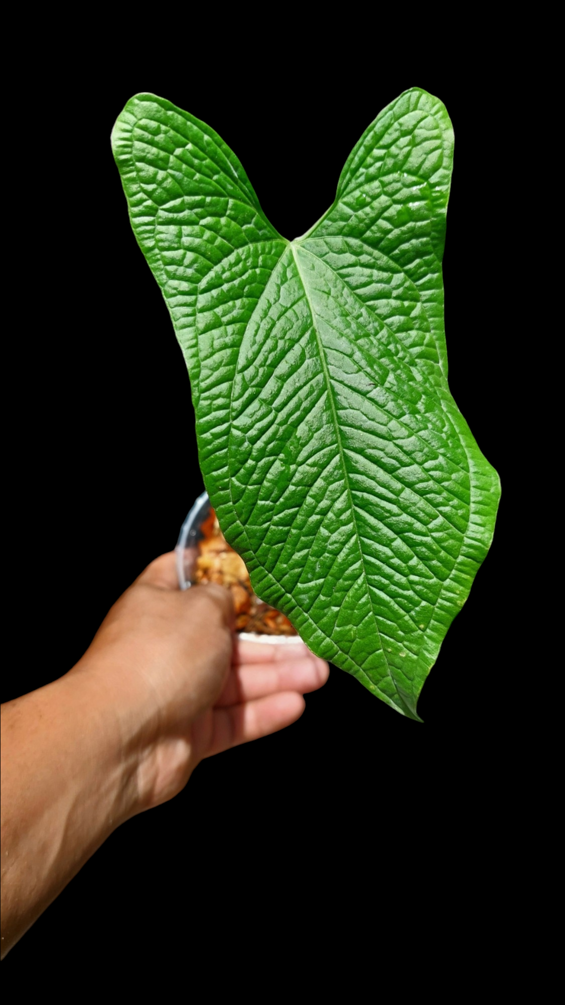 Anthurium Puberulum (Croat & Lingán) Native to Peru (EXACT PLANT)