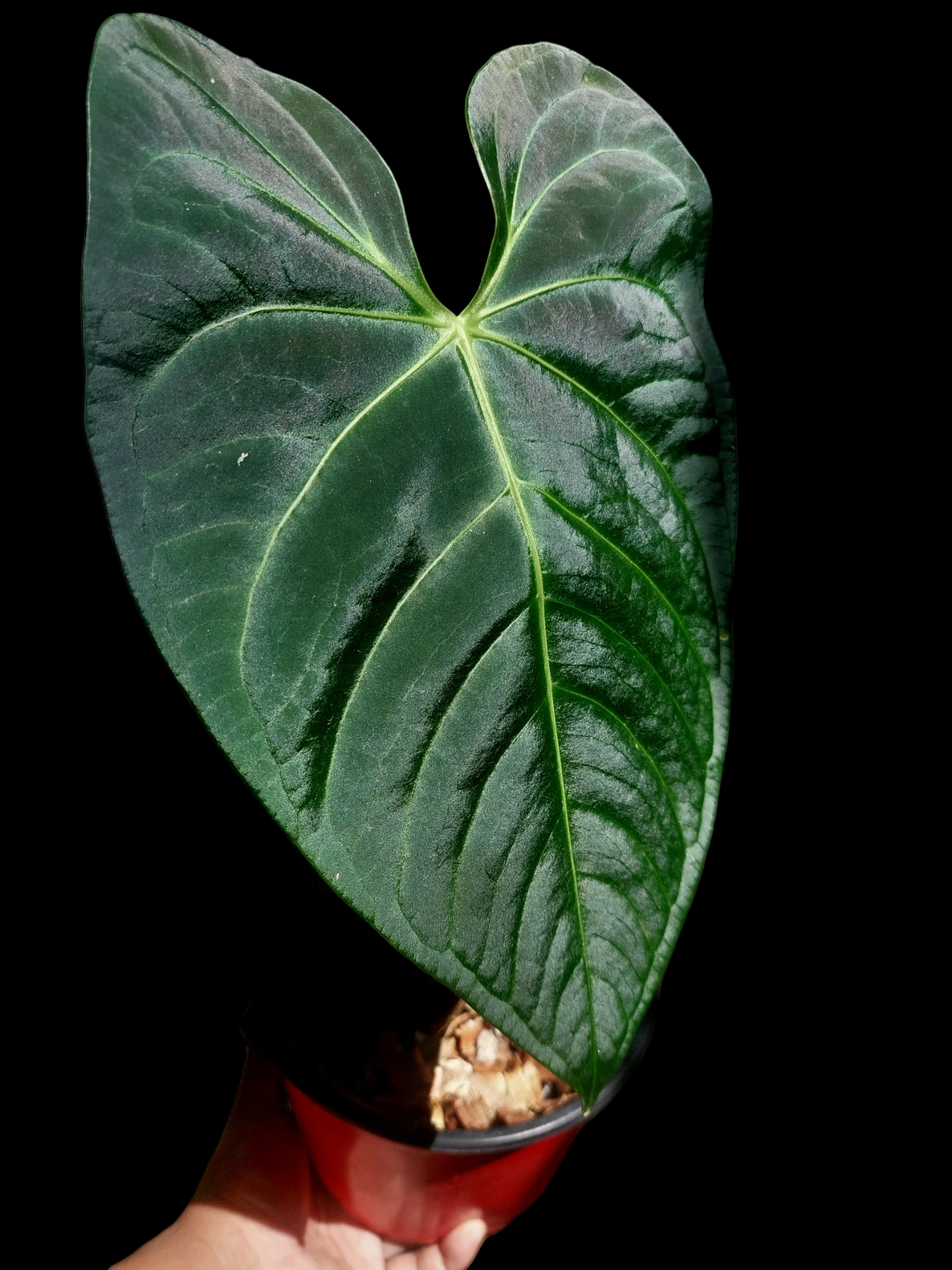 Anthurium sp. 'Amazon Dark' Native to Peru BIG PLANT (EXACT PLANT)