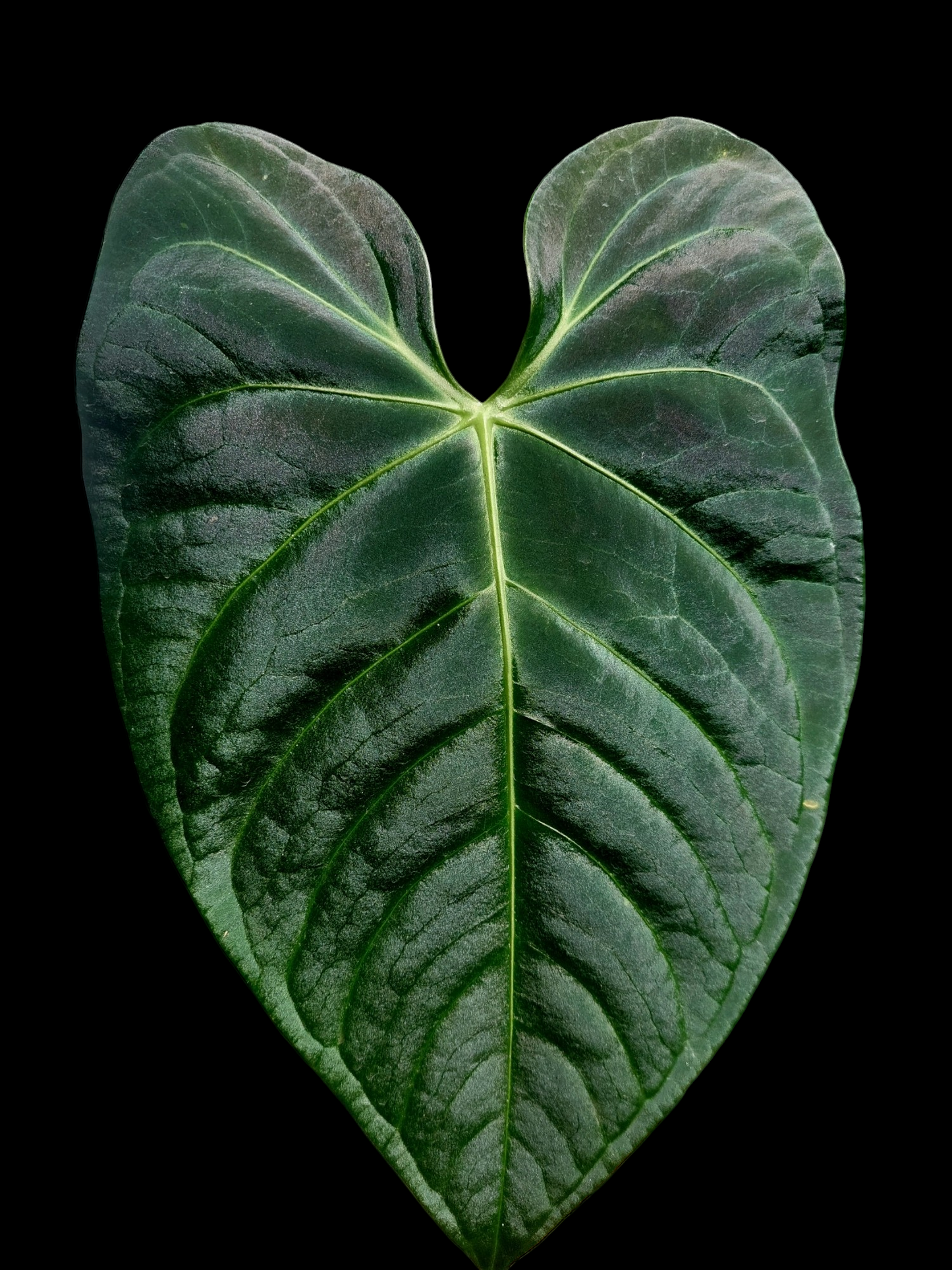 Anthurium sp. 'Amazon Dark' Native to Peru BIG PLANT (EXACT PLANT)