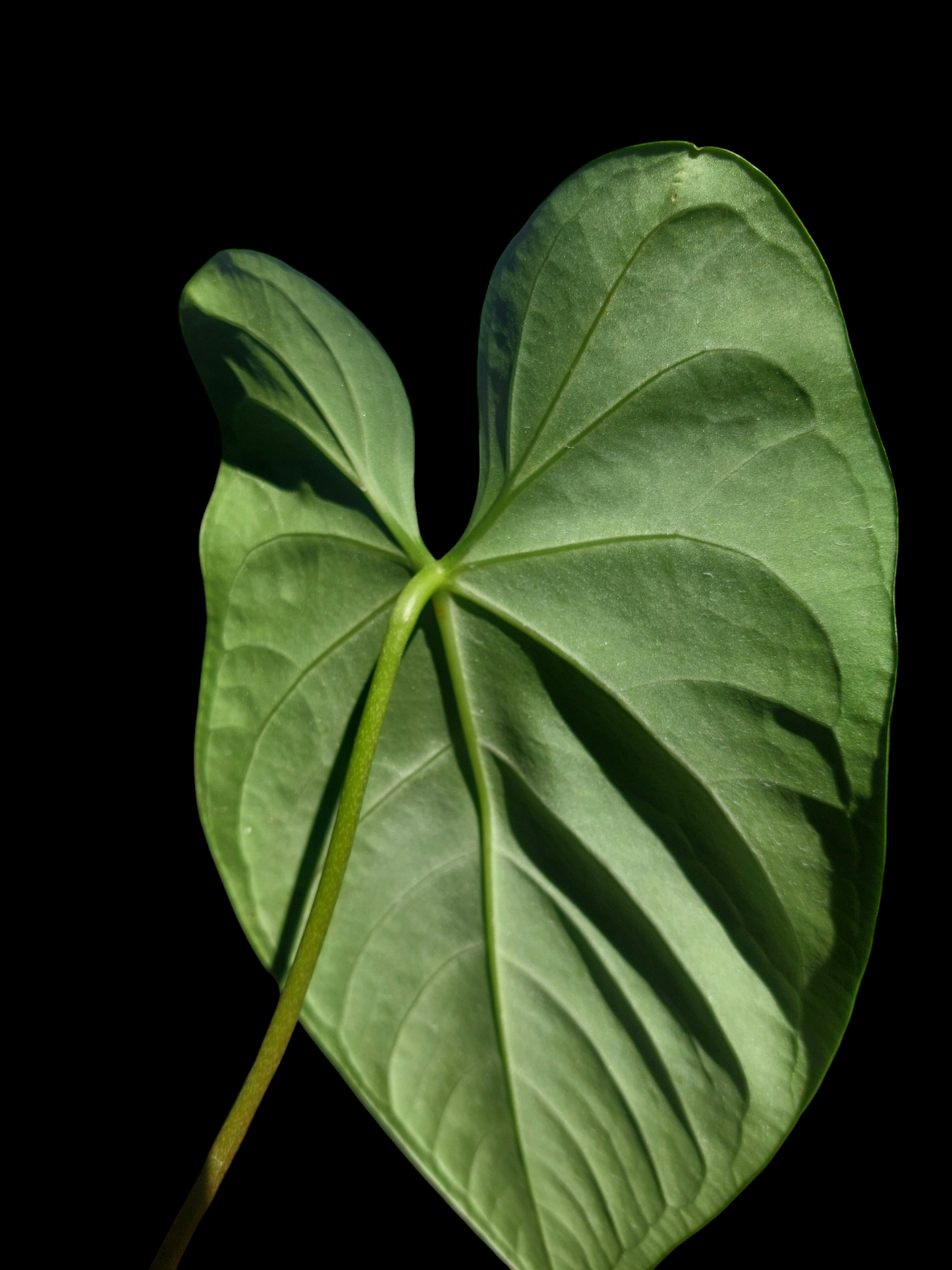 Anthurium sp. 'Amazon Dark' Native to Peru BIG PLANT (EXACT PLANT)