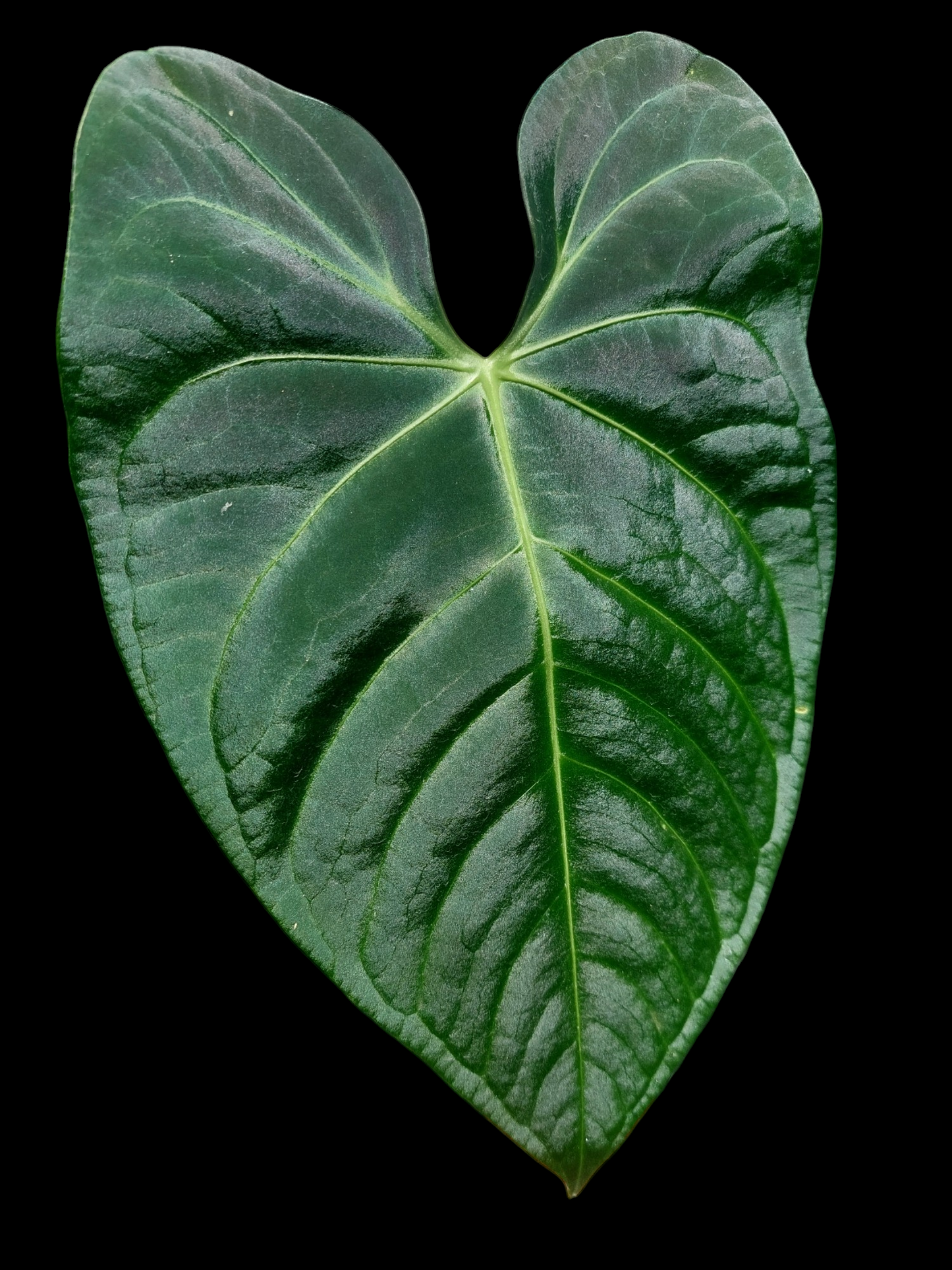 Anthurium sp. 'Amazon Dark' Native to Peru BIG PLANT (EXACT PLANT)