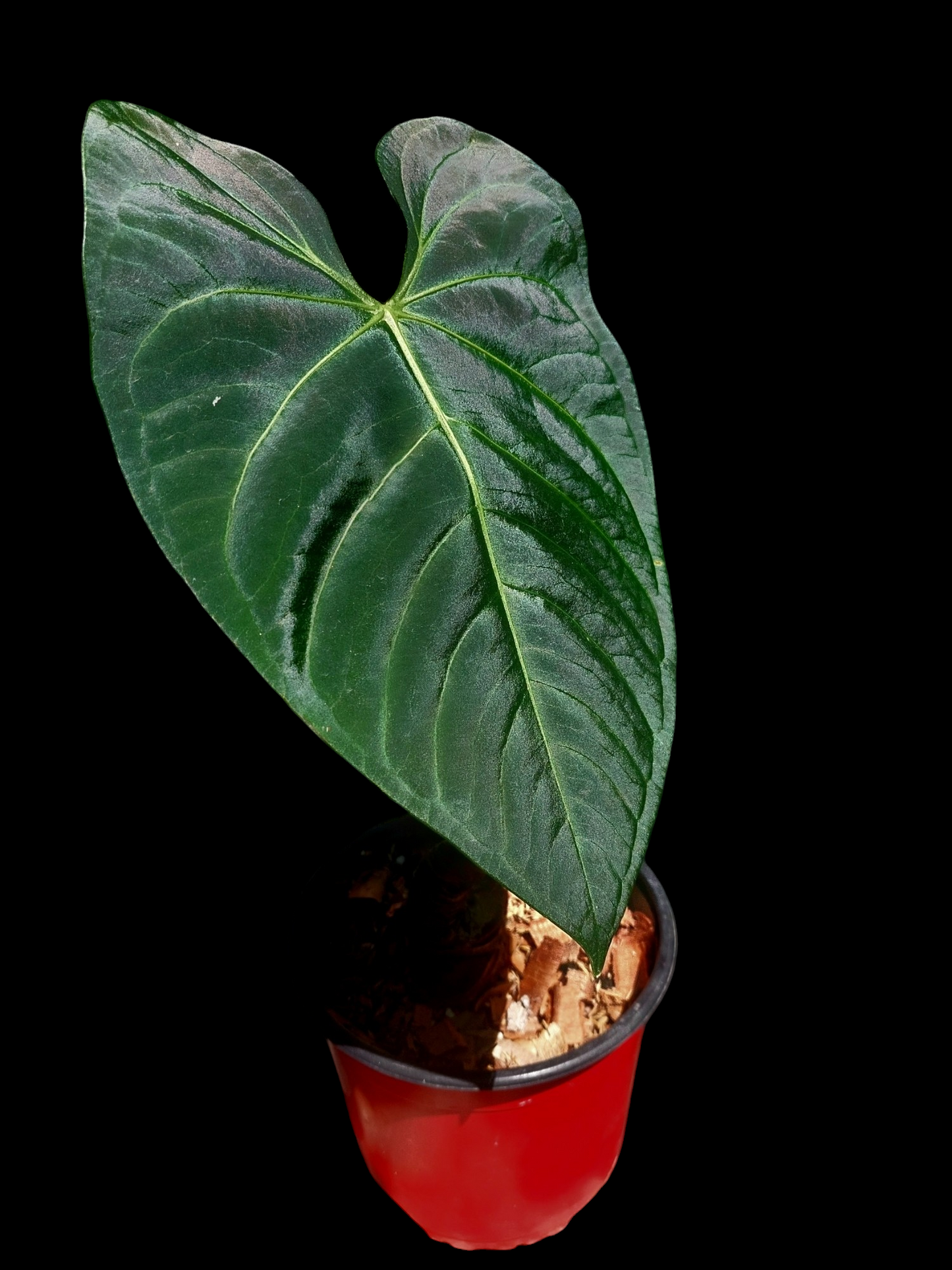 Anthurium sp. 'Amazon Dark' Native to Peru BIG PLANT (EXACT PLANT)