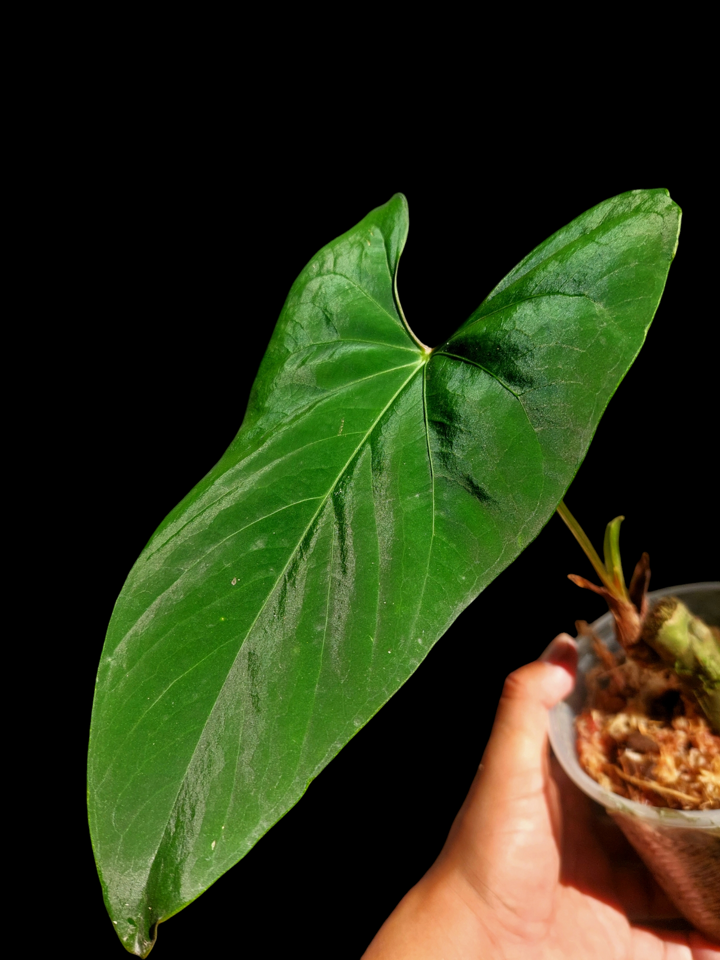 Anthurium sp. 'Huanuco Velvet' (EXACT PLANT)