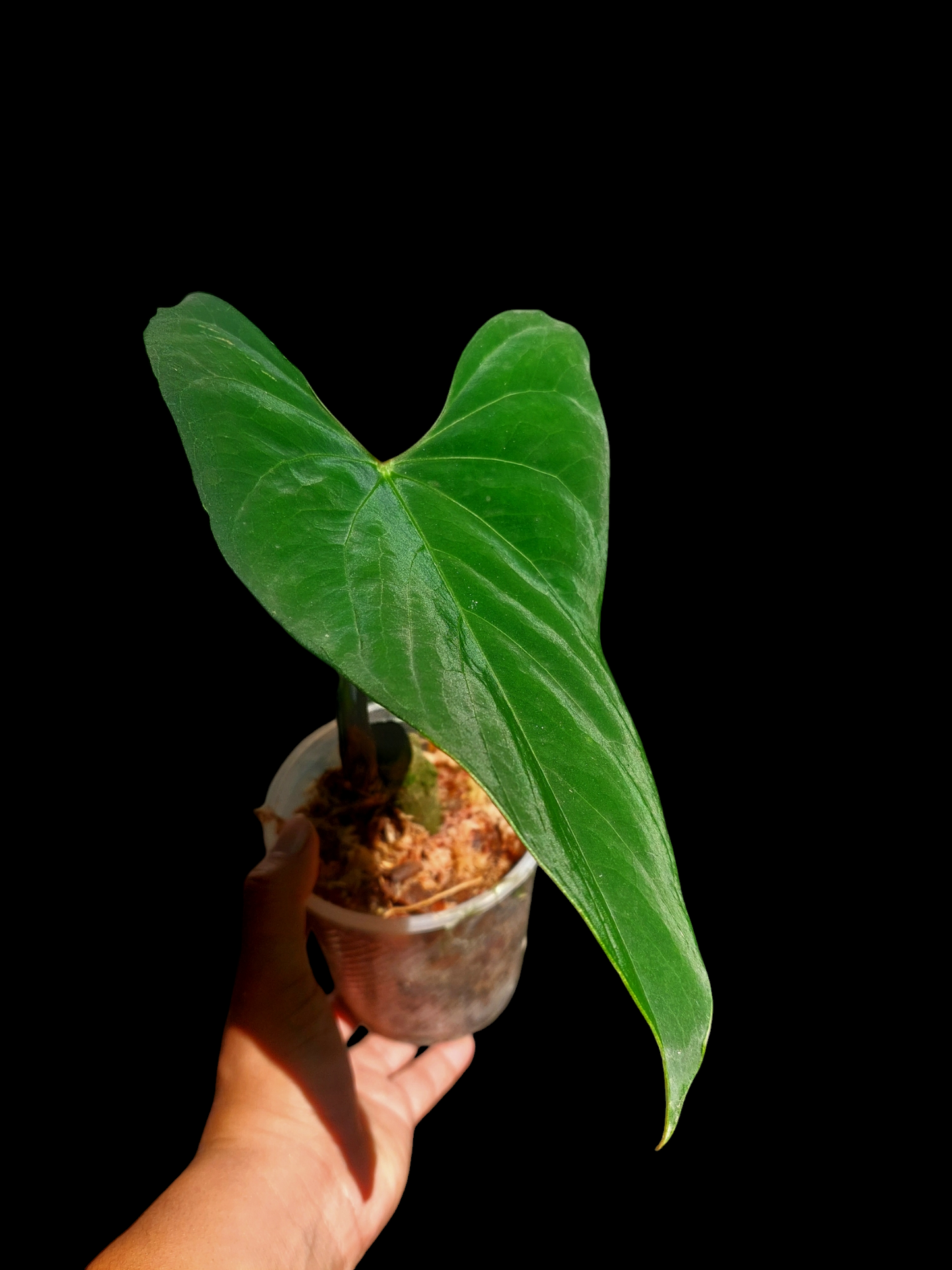 Anthurium sp. 'Huanuco Velvet' (EXACT PLANT)