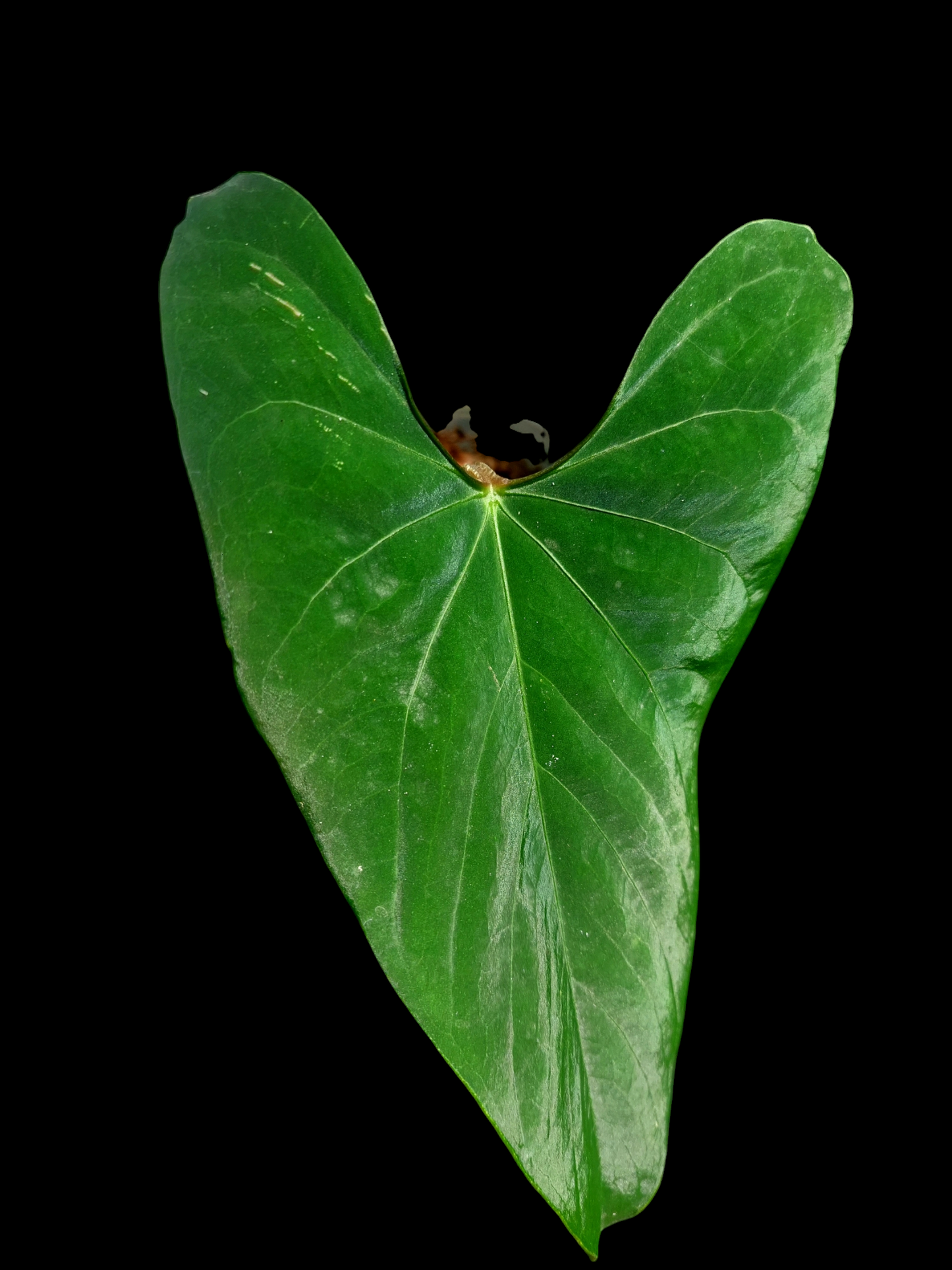 Anthurium sp. 'Huanuco Velvet' (EXACT PLANT)