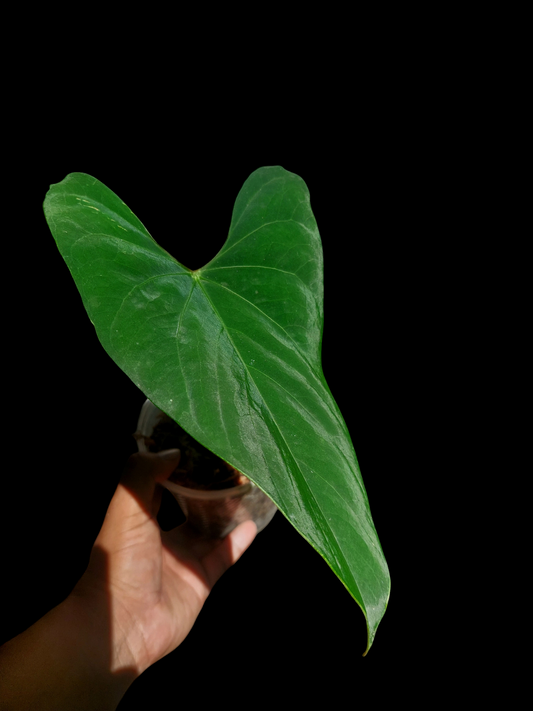 Anthurium sp. 'Huanuco Velvet' (EXACT PLANT)