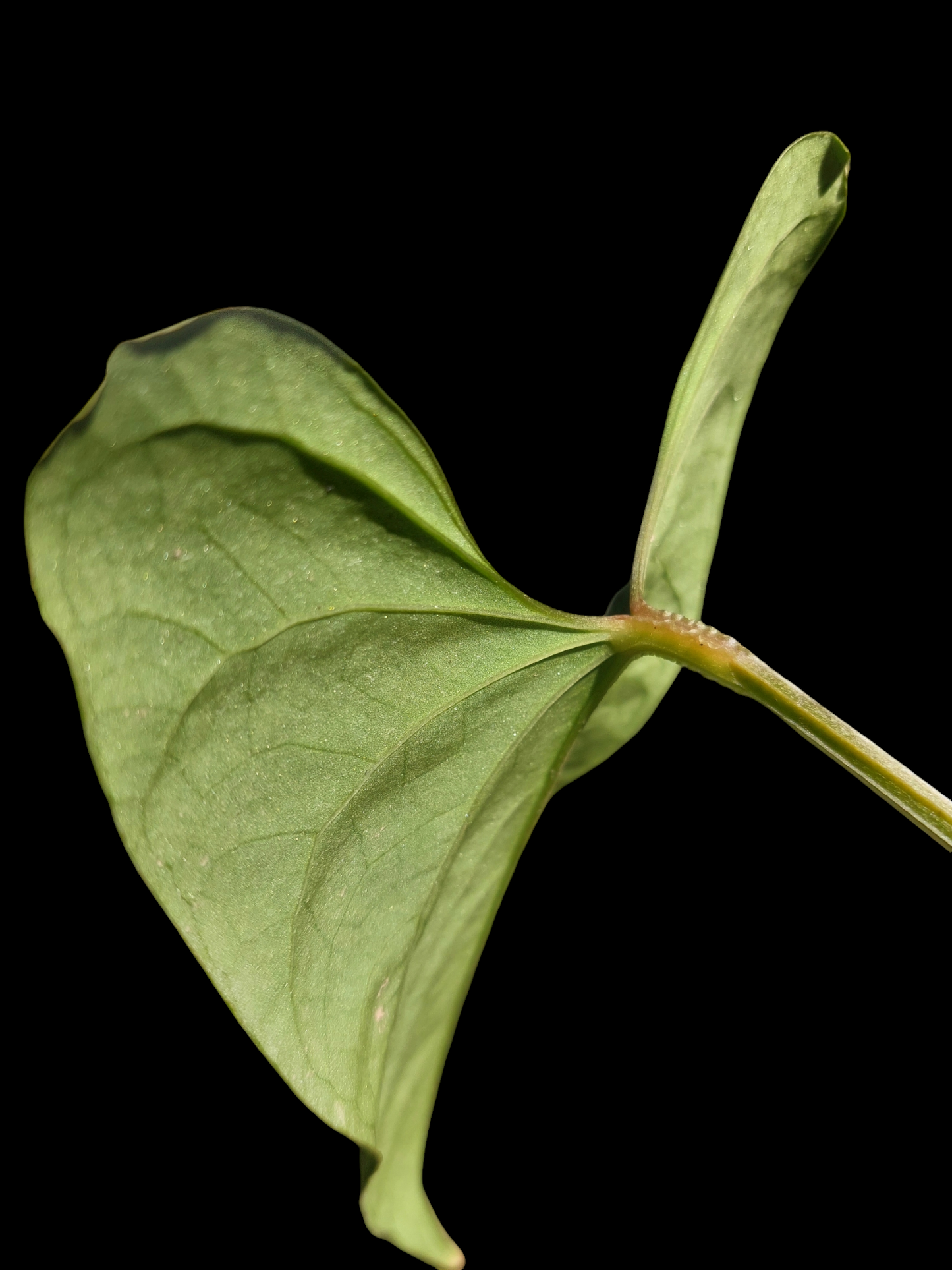 Anthurium sp. 'Huanuco Velvet' (EXACT PLANT)