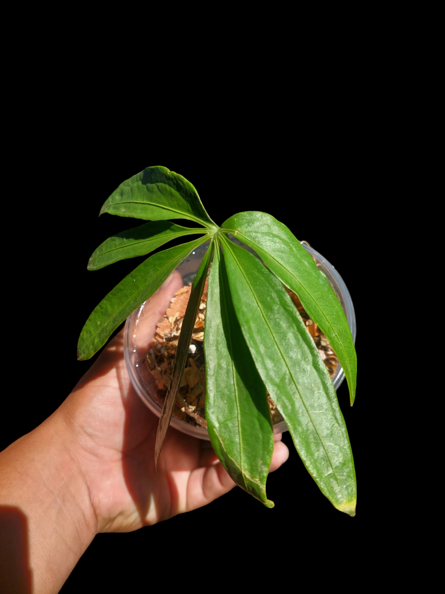 Anthurium Croatii Peru Form Wild Ecotype (EXACT PLANT)