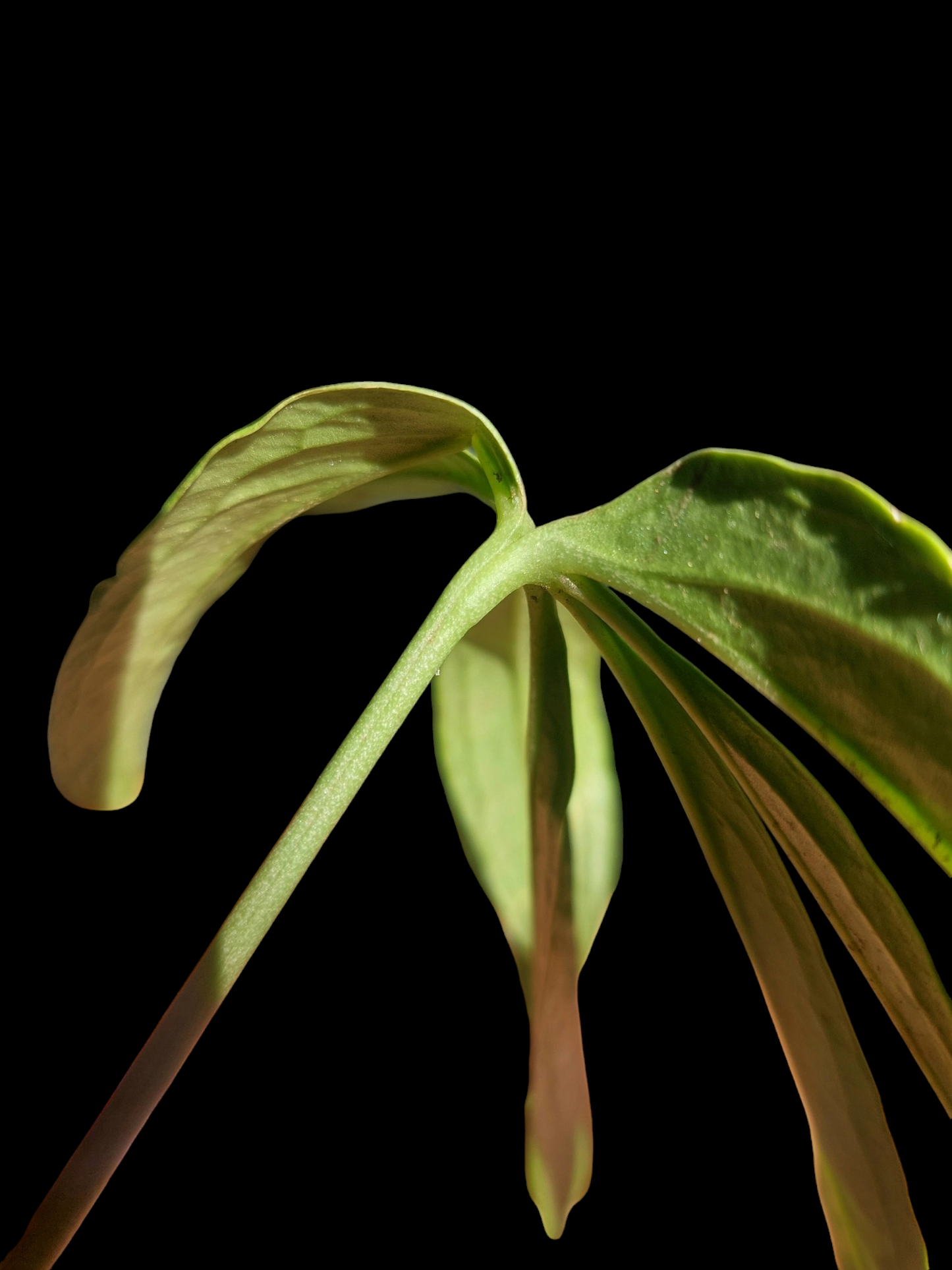 Anthurium Croatii Peru Form Wild Ecotype (EXACT PLANT)