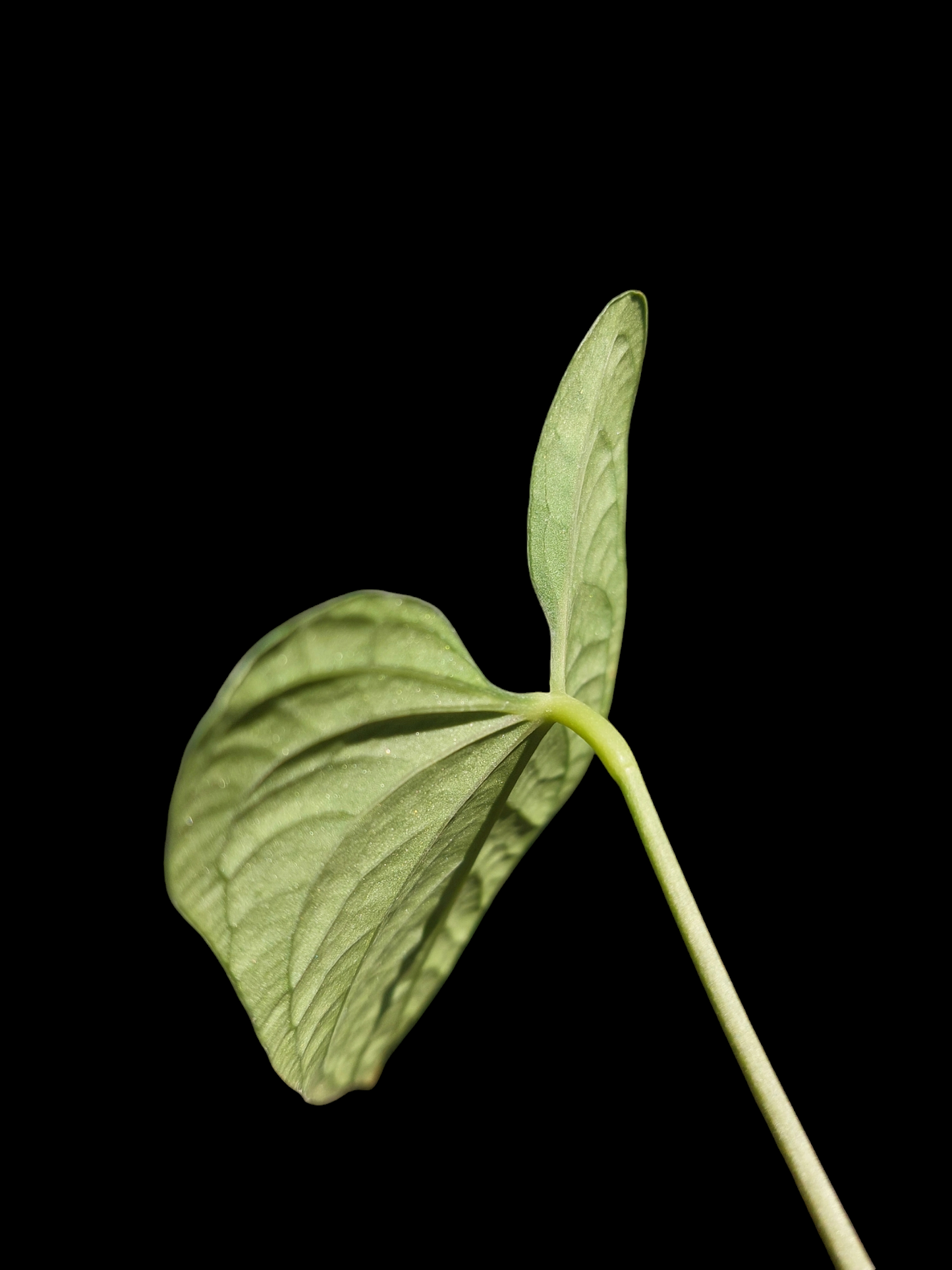 Anthurium sp. "Tarapoto Velvet" Small Size Wild Ecotype 1 Leaf (EXACT PLANT)