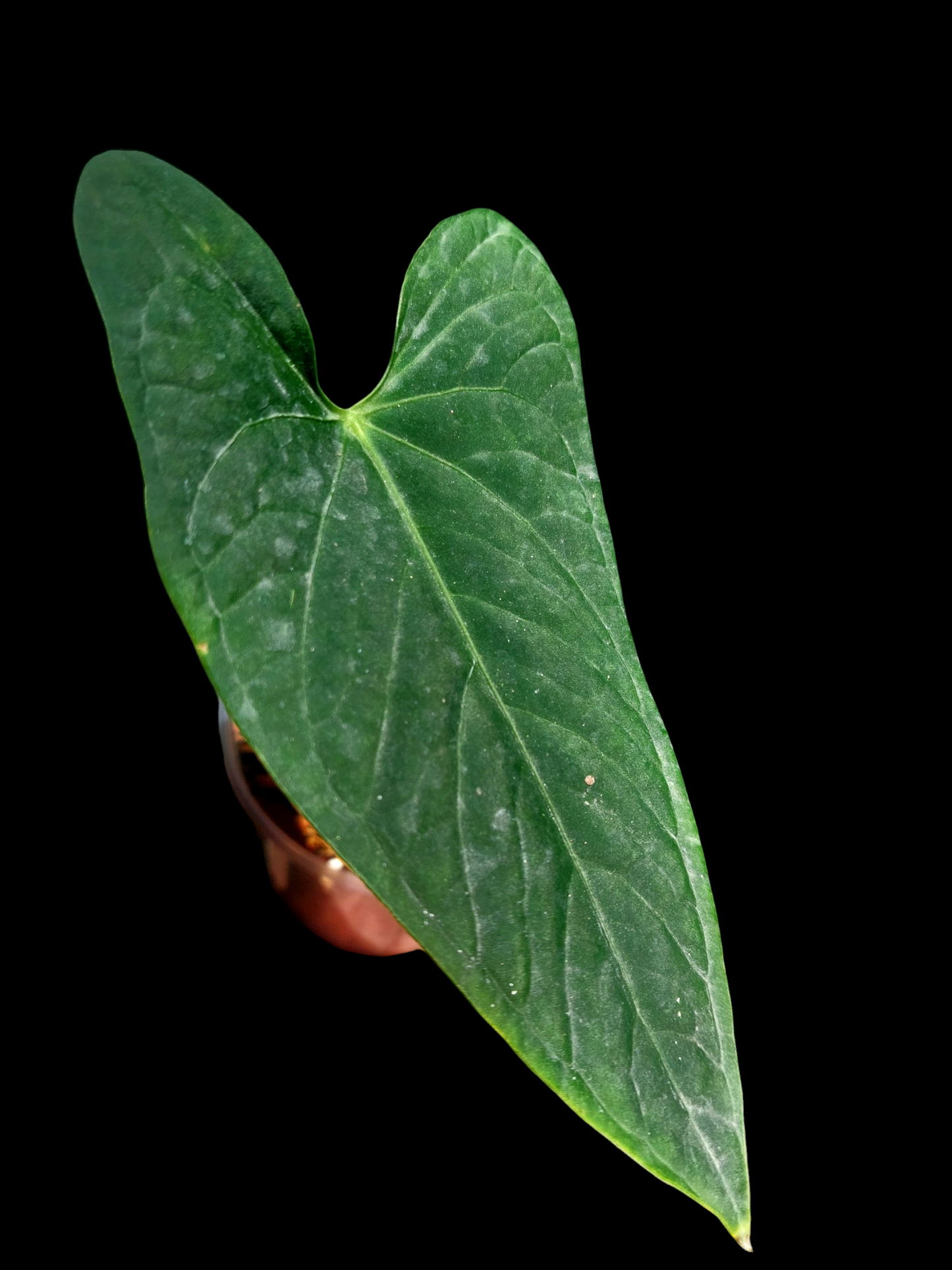 Anthurium sp. "Tarapoto Velvet" Small Size Wild Ecotype 1 Leaf (EXACT PLANT)